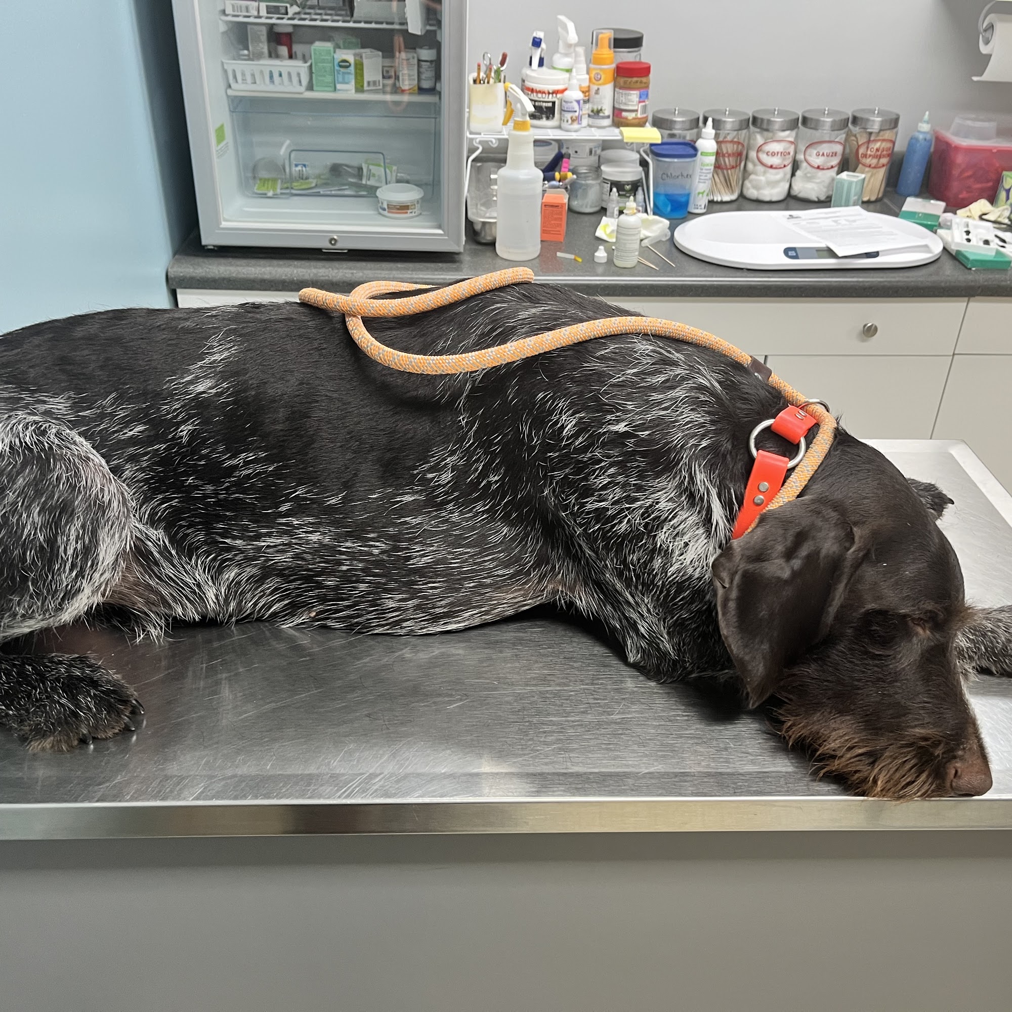 Clark Cross Country Vets Clark