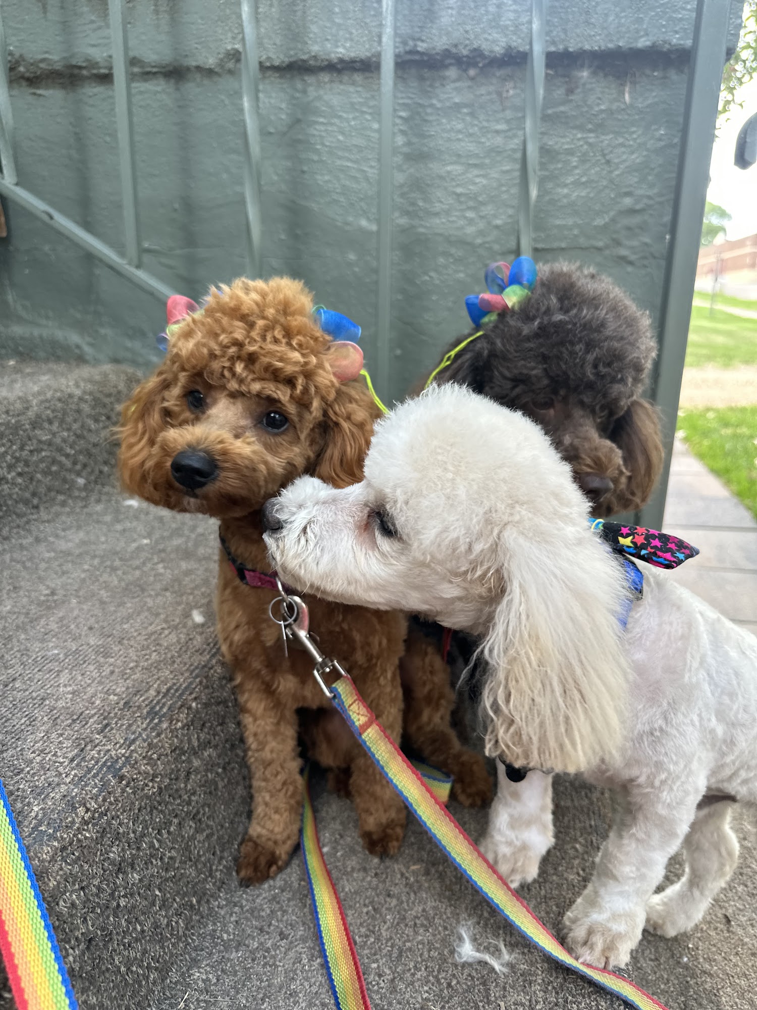 Snips N Snaps De Smet