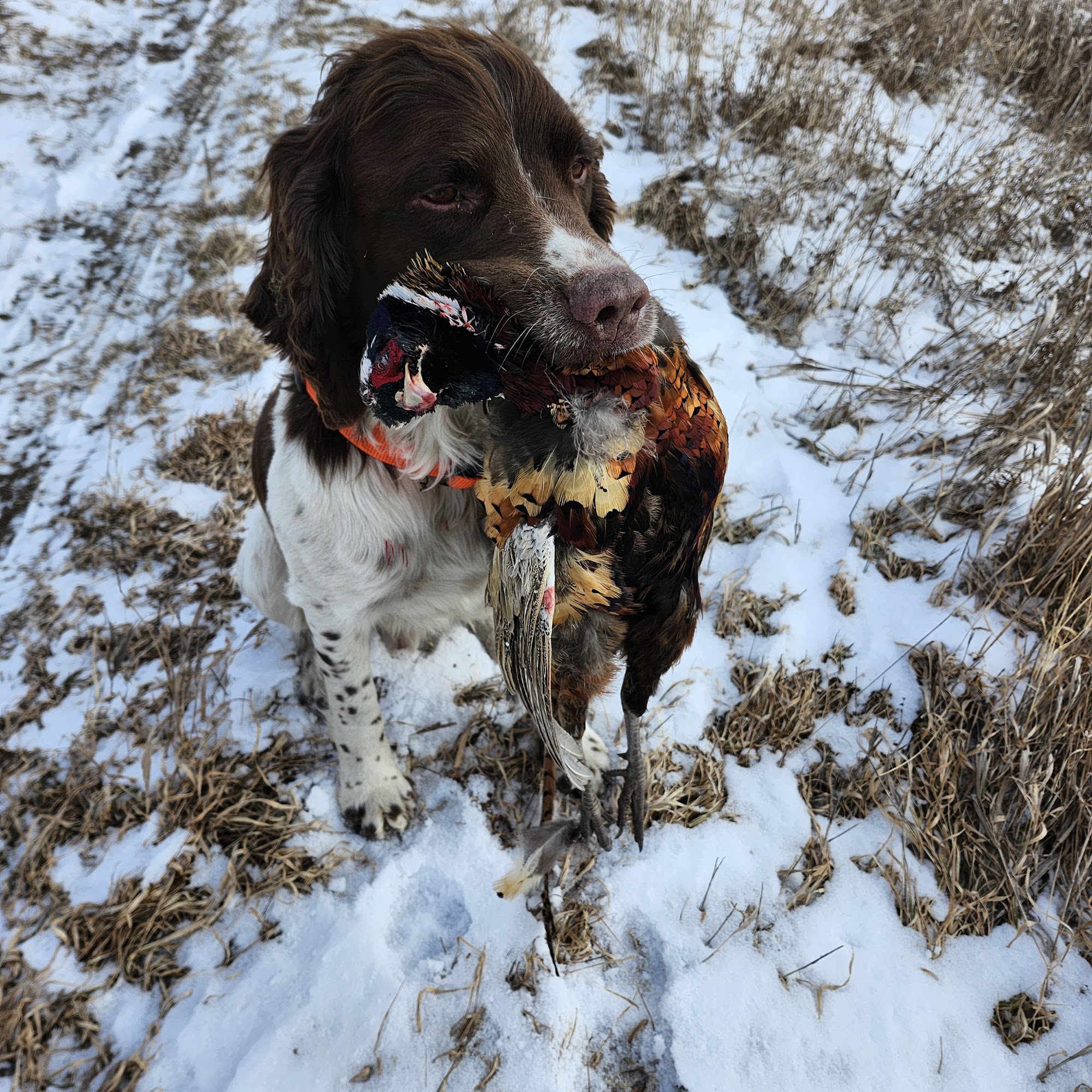 Ketteler Vet Services Fort Pierre