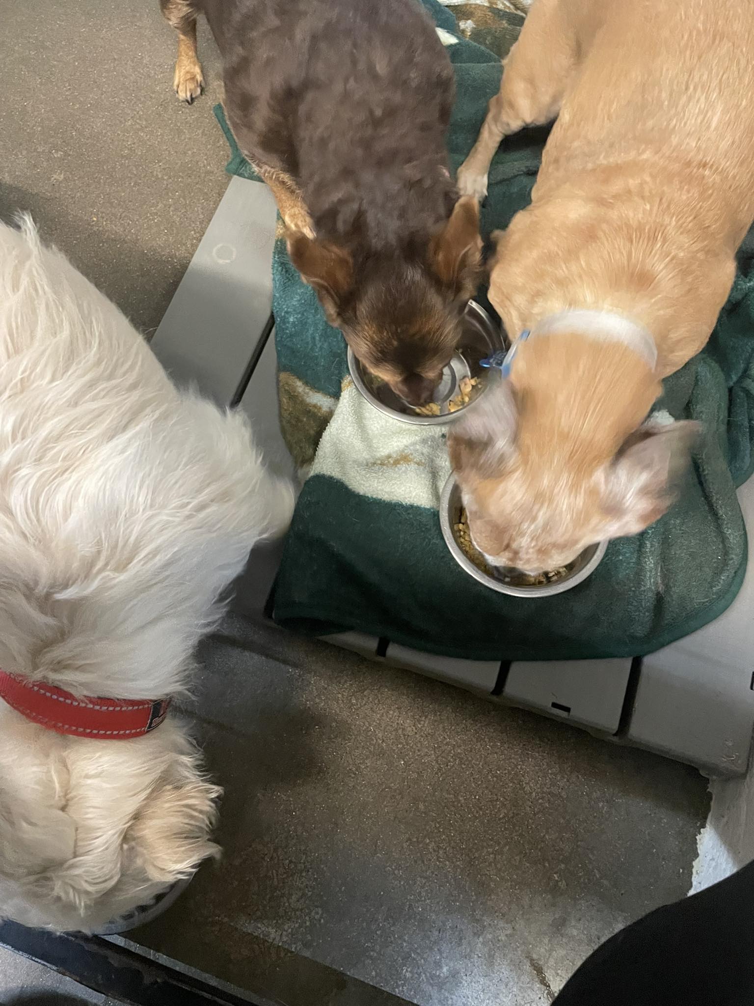 Lake Sharpe Pet Resort Fort Pierre