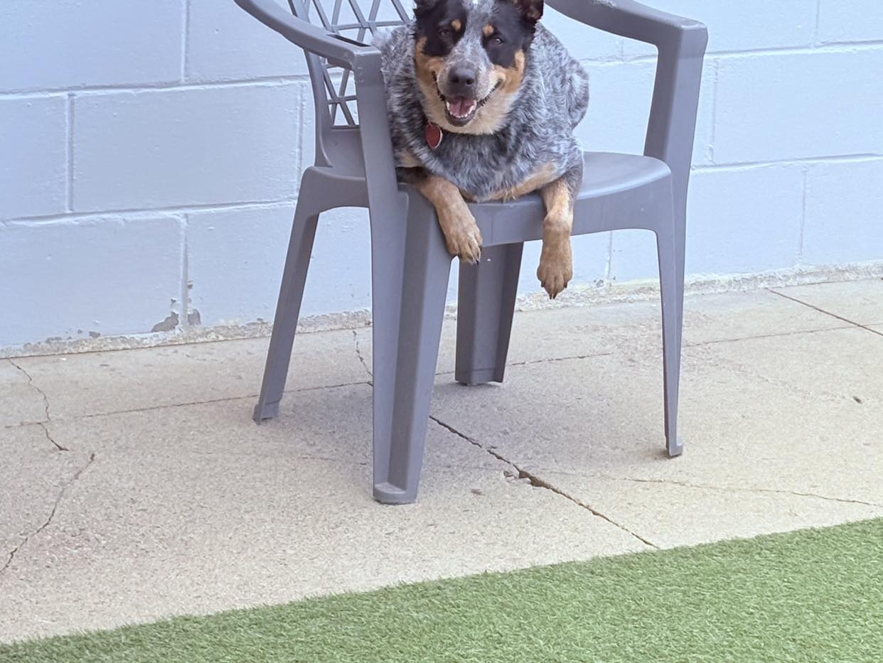 Lake Sharpe Pet Resort Fort Pierre