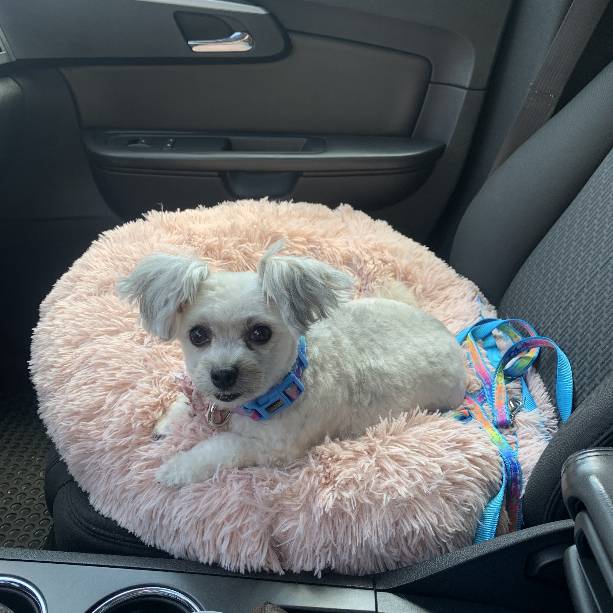 Fort Dog Spa Fort Pierre