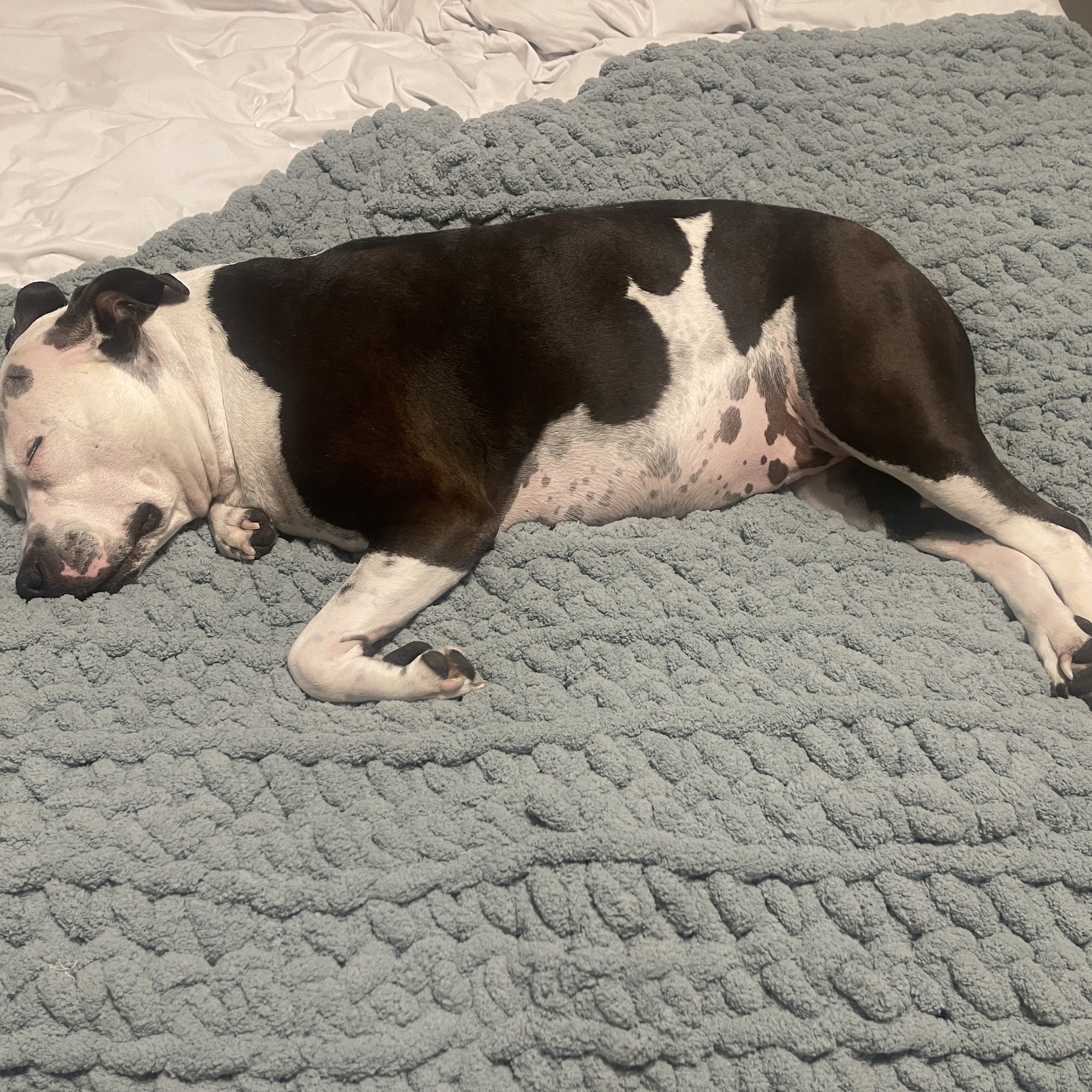 CK Kennels Harrisburg