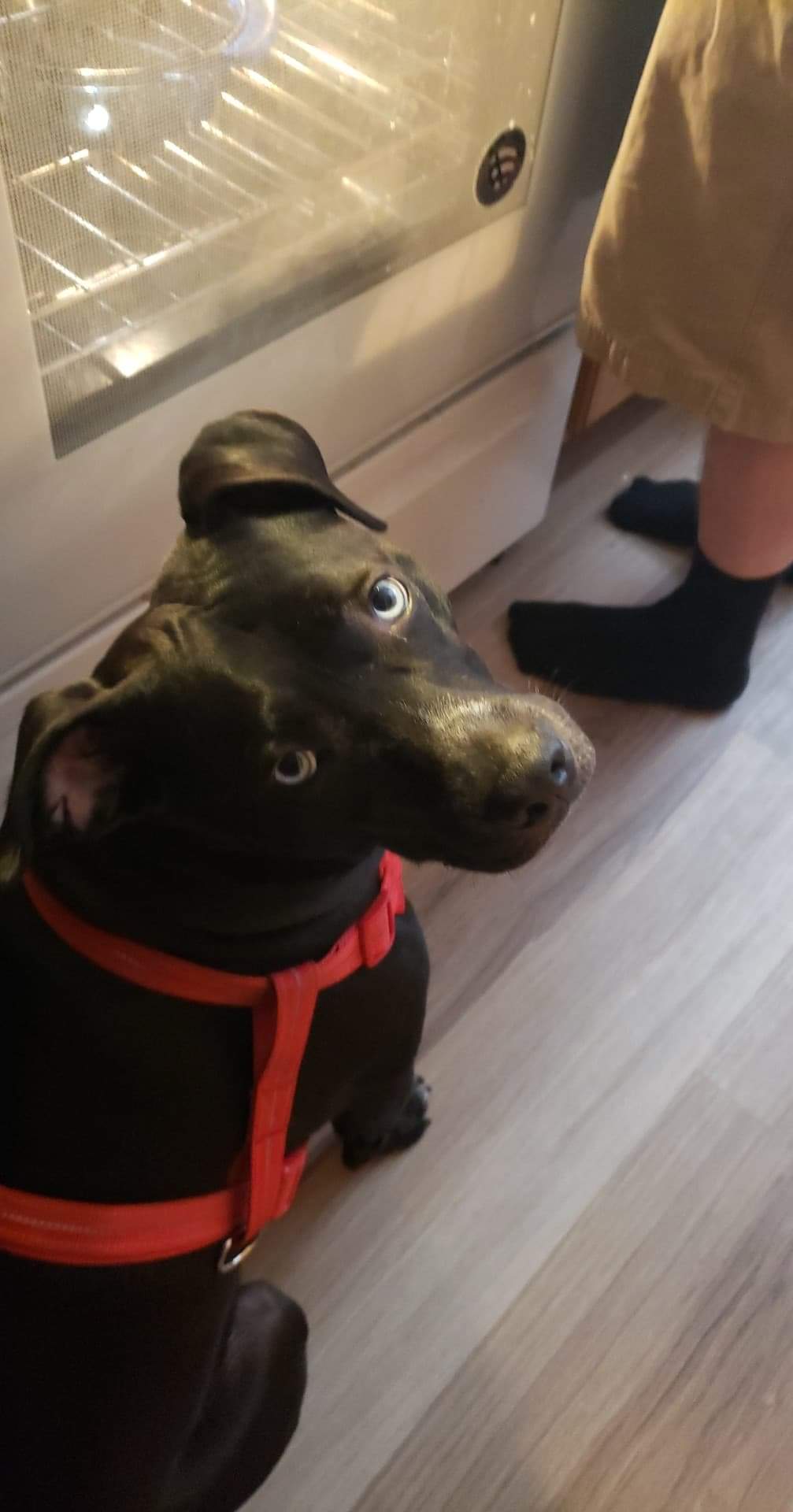 Huron Veterinary Hospital Huron