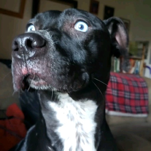 Beadle County Humane Society Huron