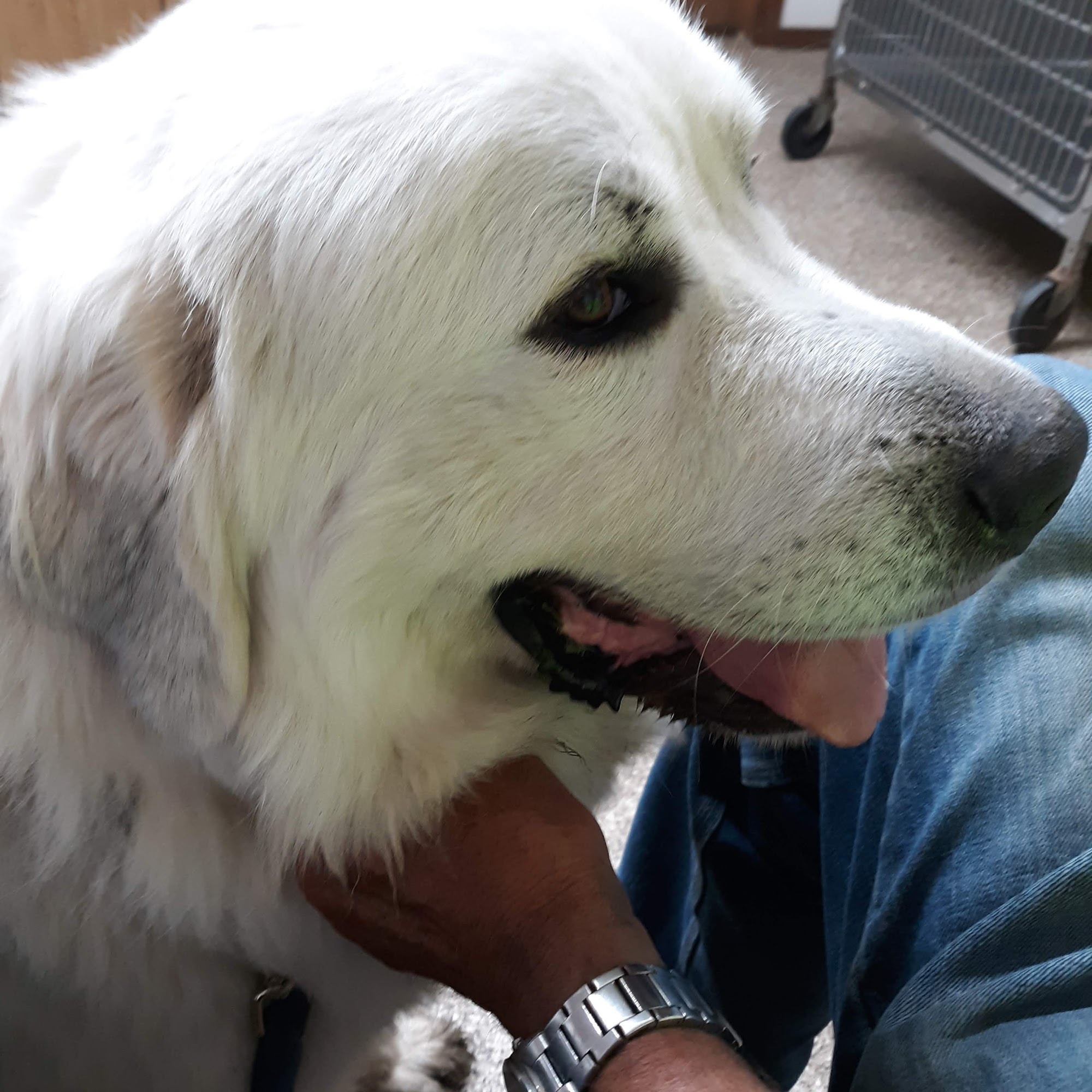 Lake Veterinary Clinic Madison