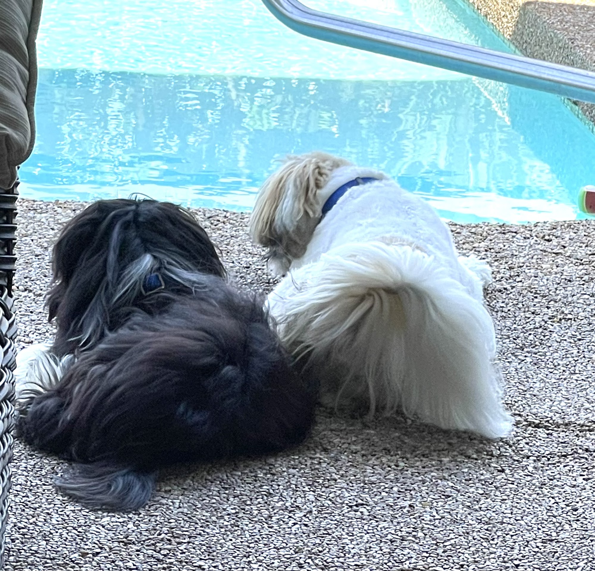 Countryside Kennels Madison