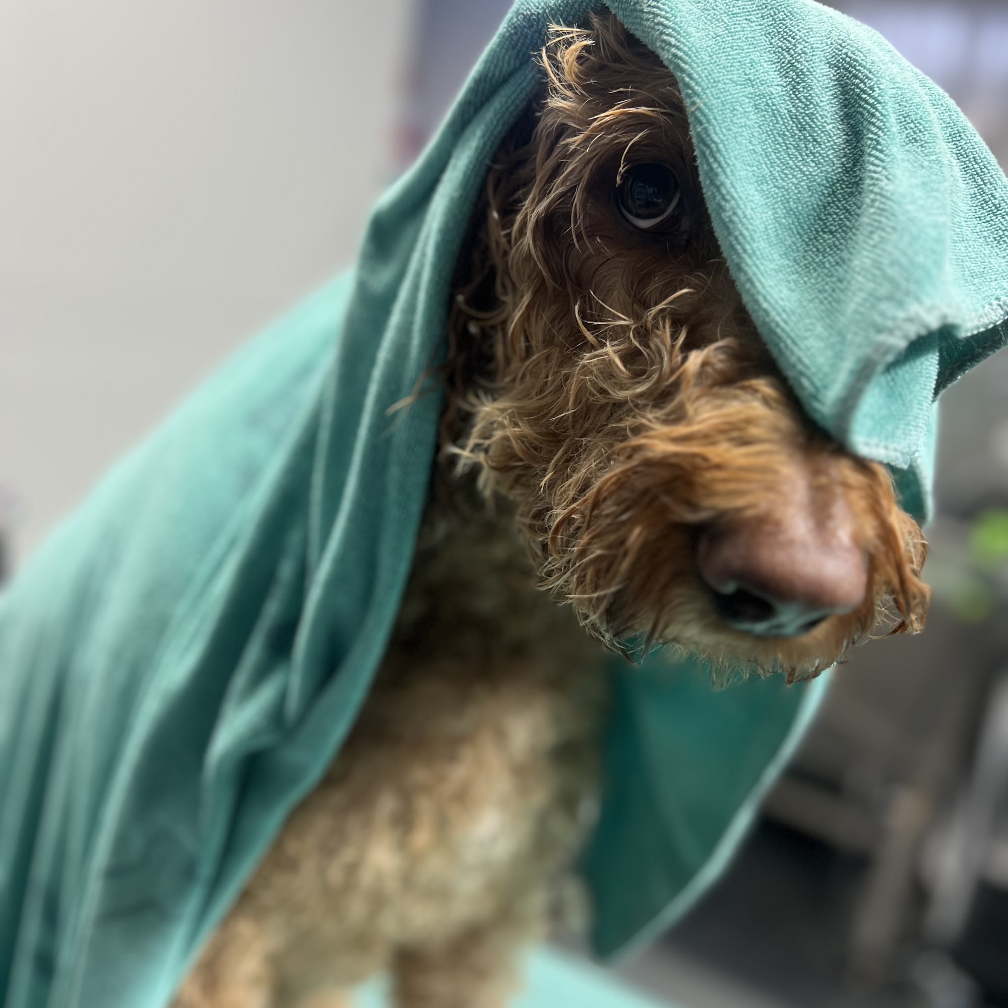 Olaf's Place LLC Madison