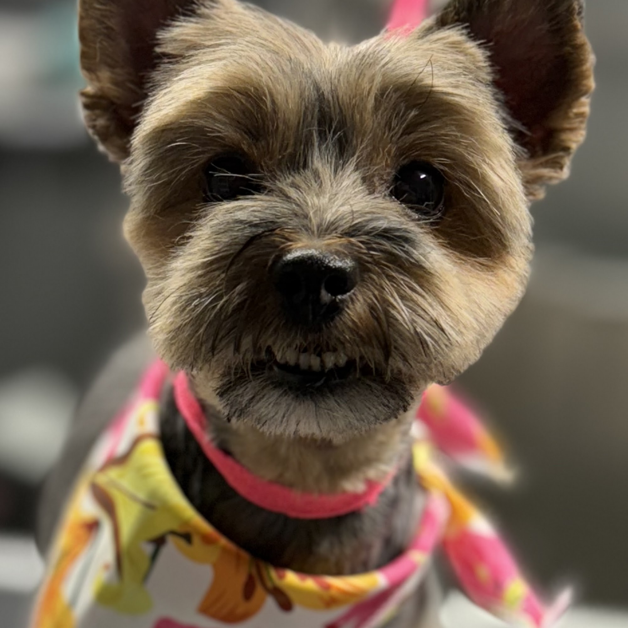 Olaf's Place LLC 44817 Junius Ln, Madison South Dakota 57042