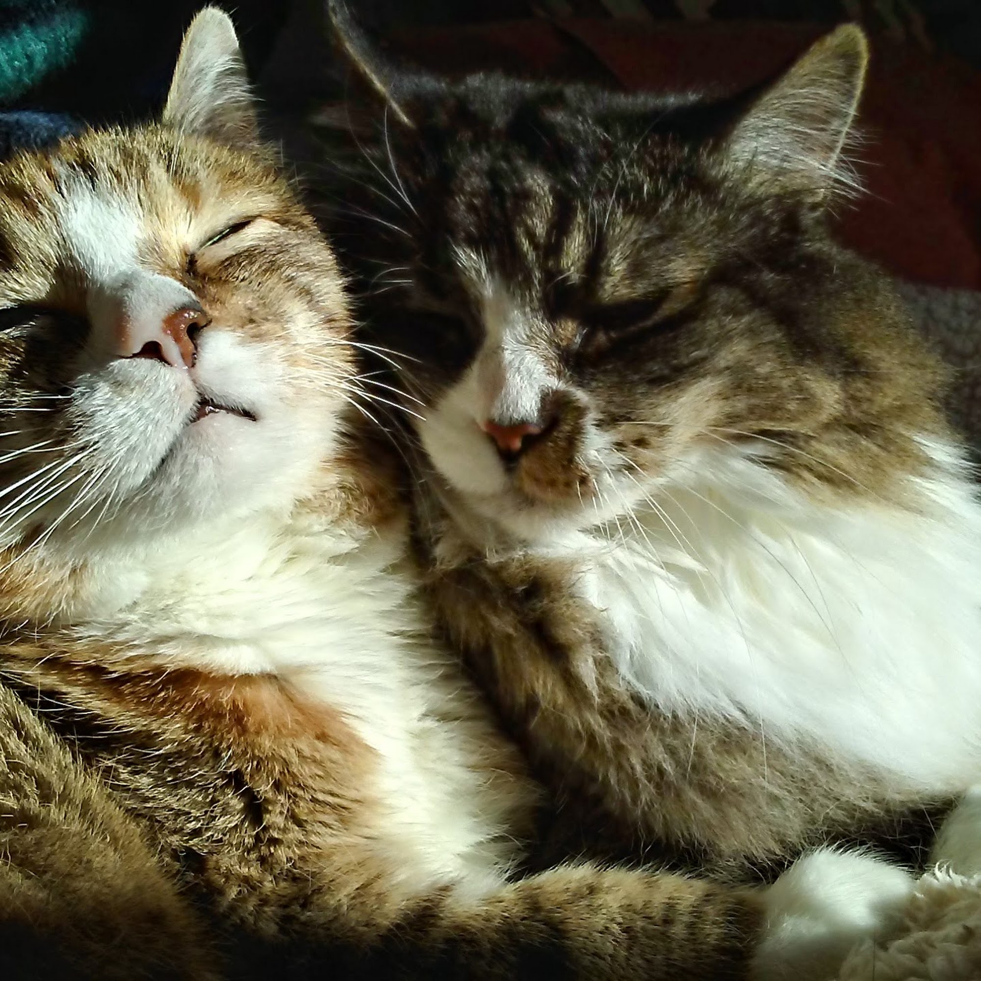 All Creatures Animal Hospital Pierre