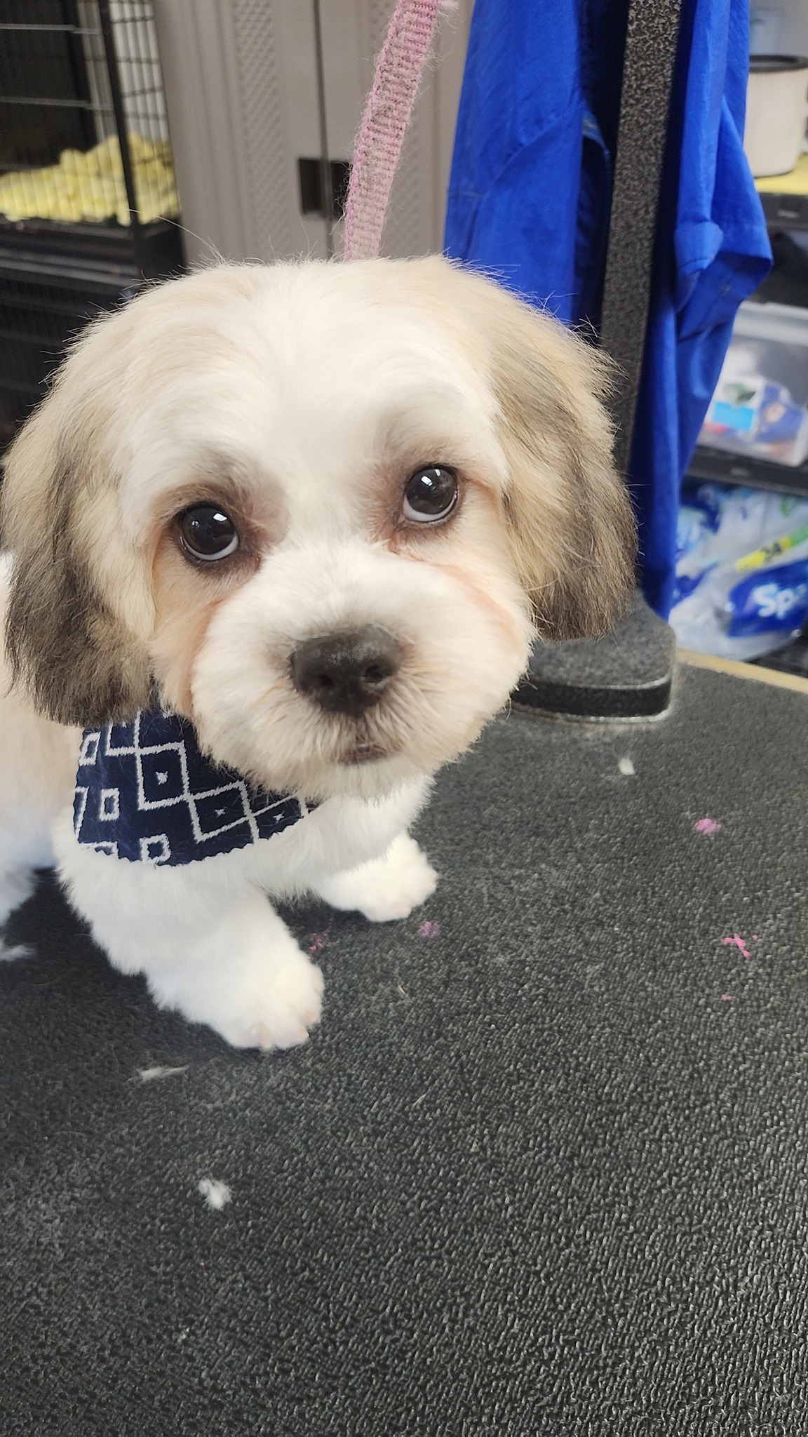 Pet Pros Grooming Inc. Pierre