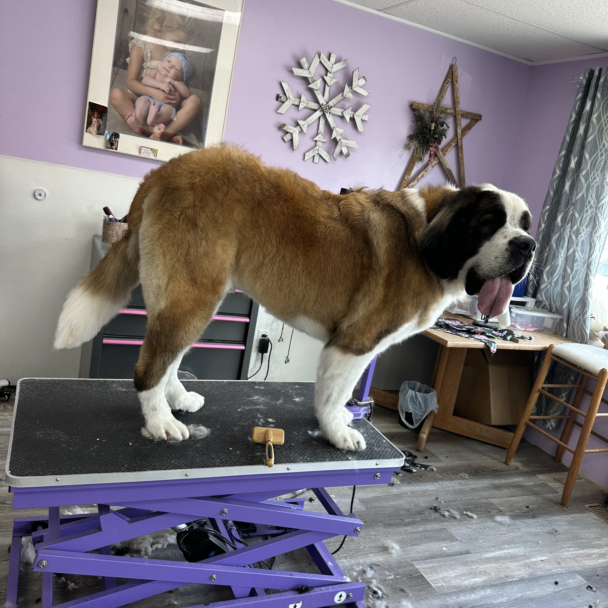 Doggie Doos N Kitties Too Pierre