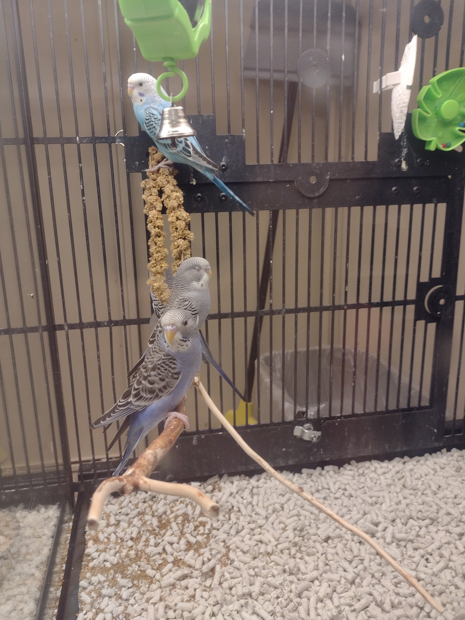 PetSmart Rapid City