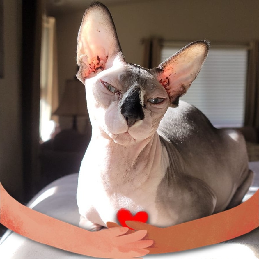 TLC Pet Hospital Rapid City