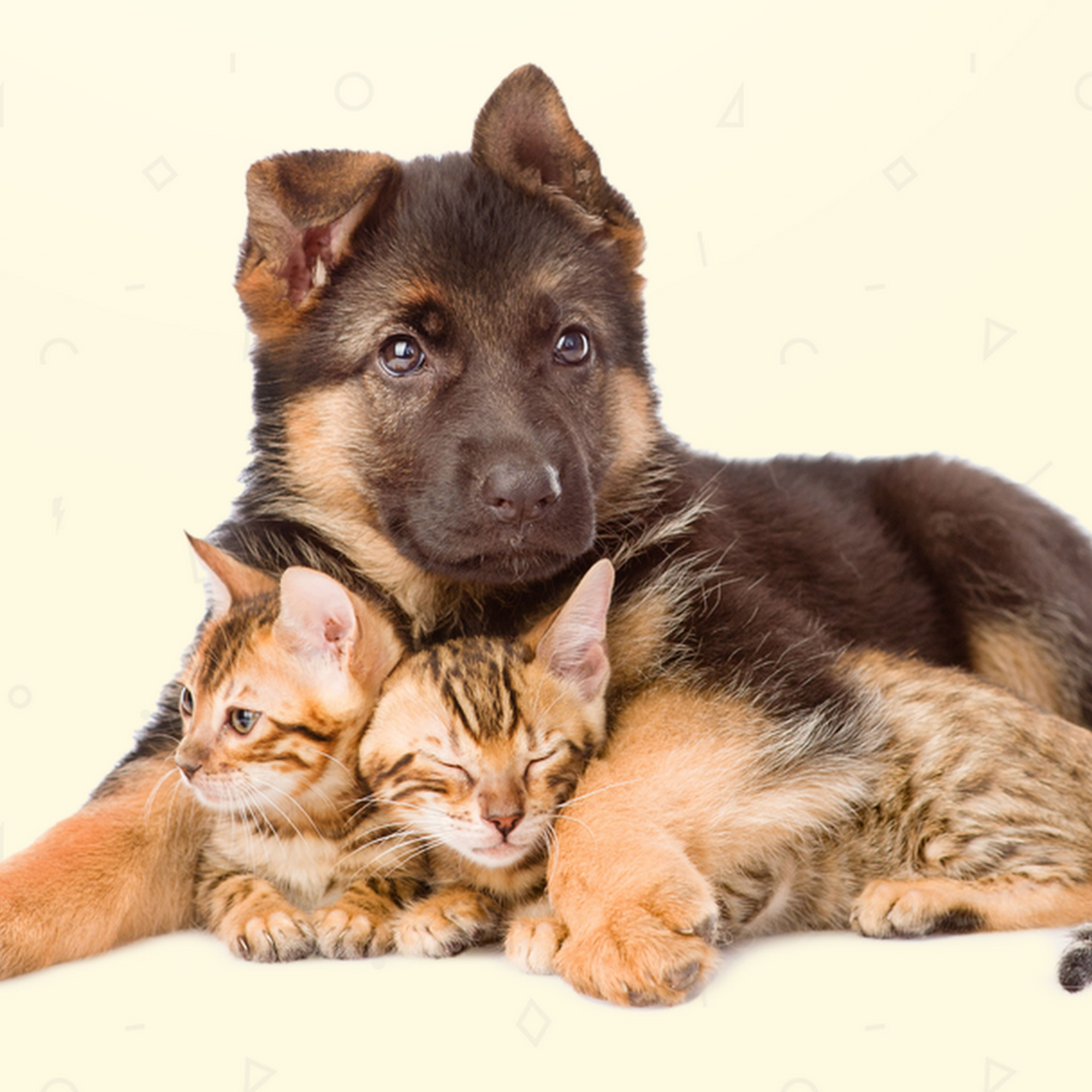 Black Hills Animal Hospital Rapid City