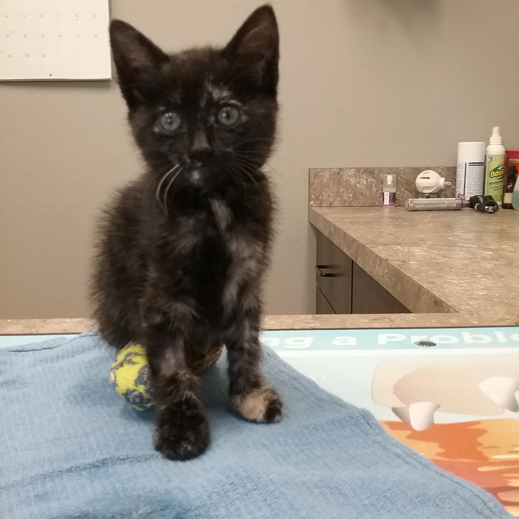 Meiners Animal Clinic Rapid City