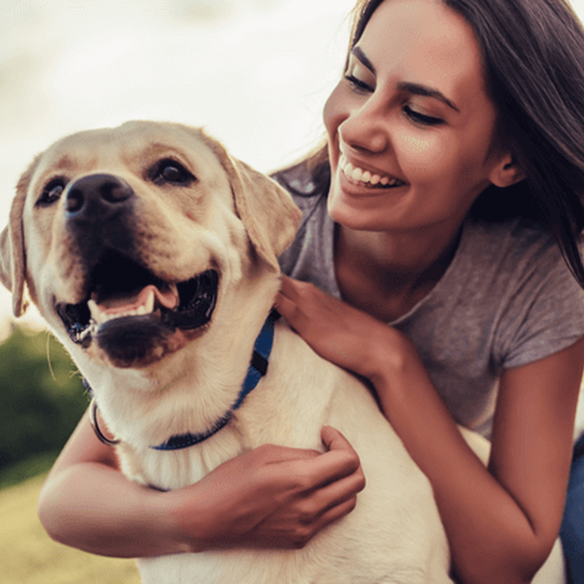 All Creatures Veterinary Hospital Rapid City