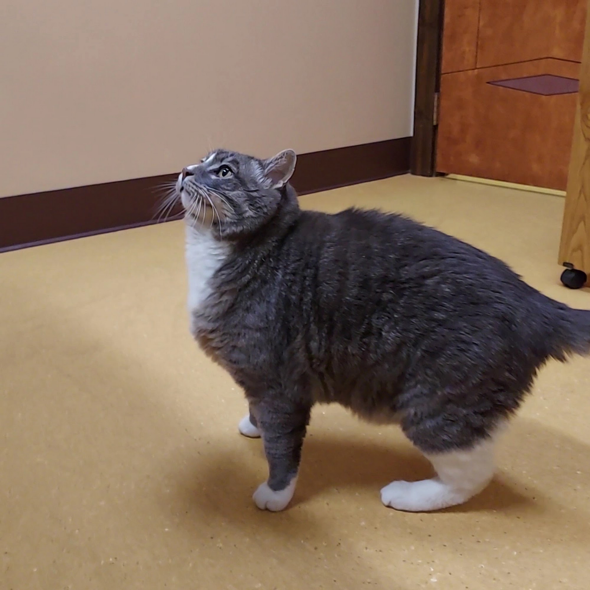 Mountain View Animal Hospital Rapid City