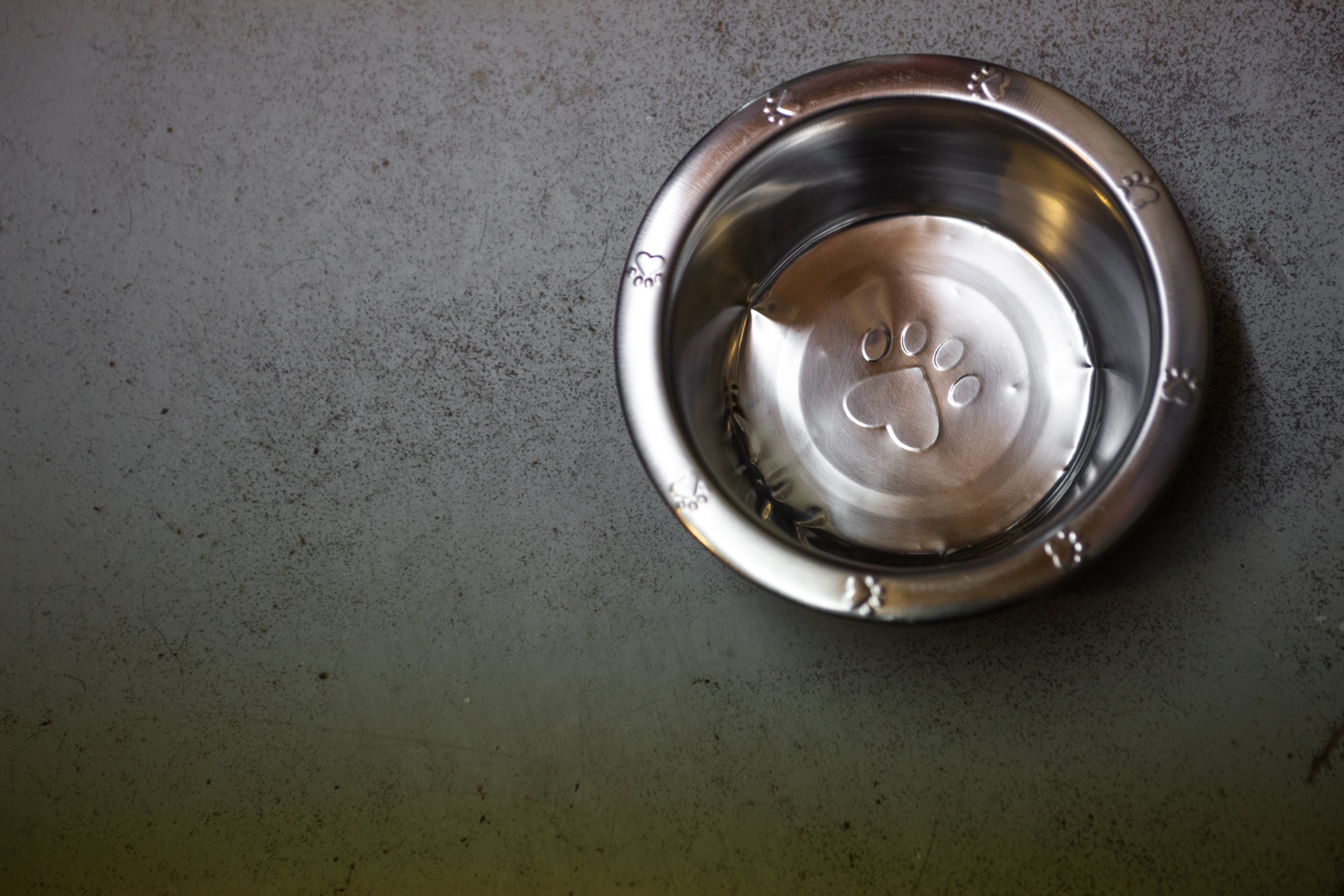 Safe Haven Pet Resort Rapid City