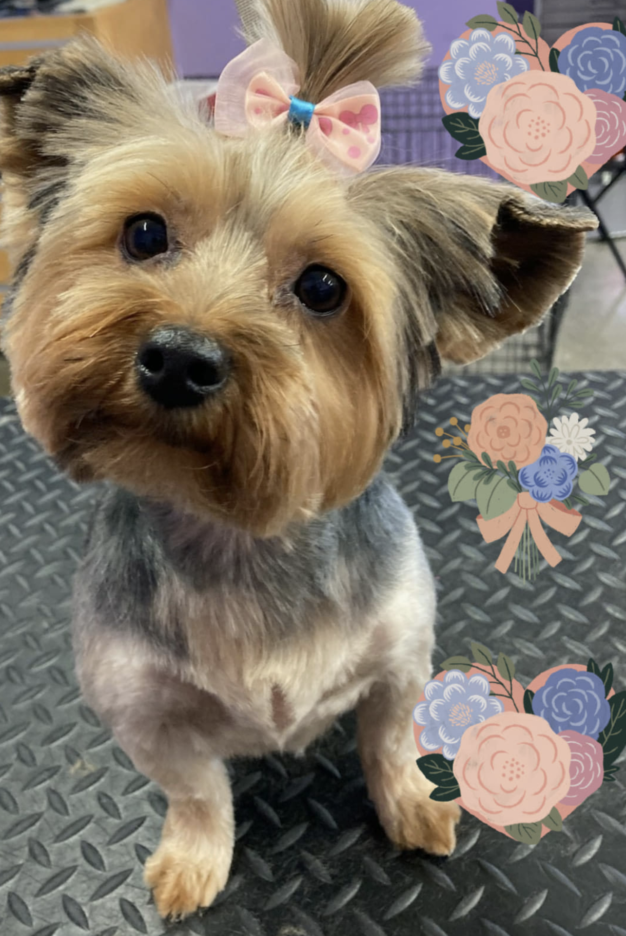4 Paws Grooming Rapid City
