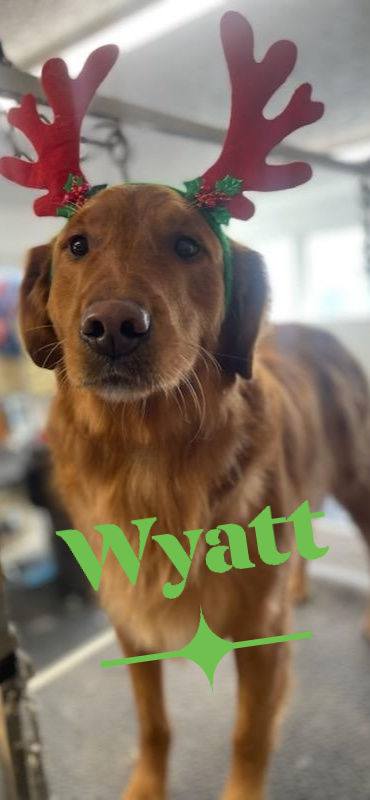 4 Paws Grooming Rapid City