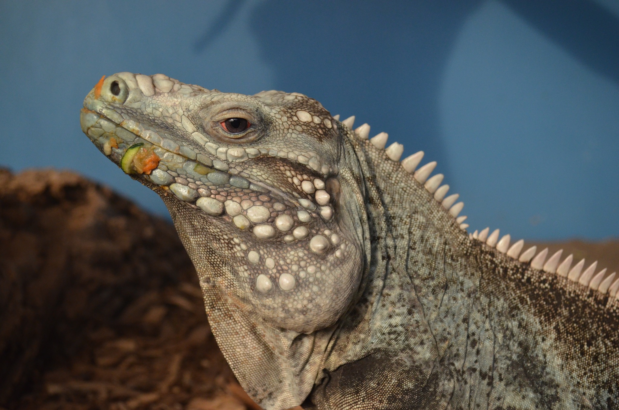 Green Parrot Cafe Reptile Gardens Rapid City