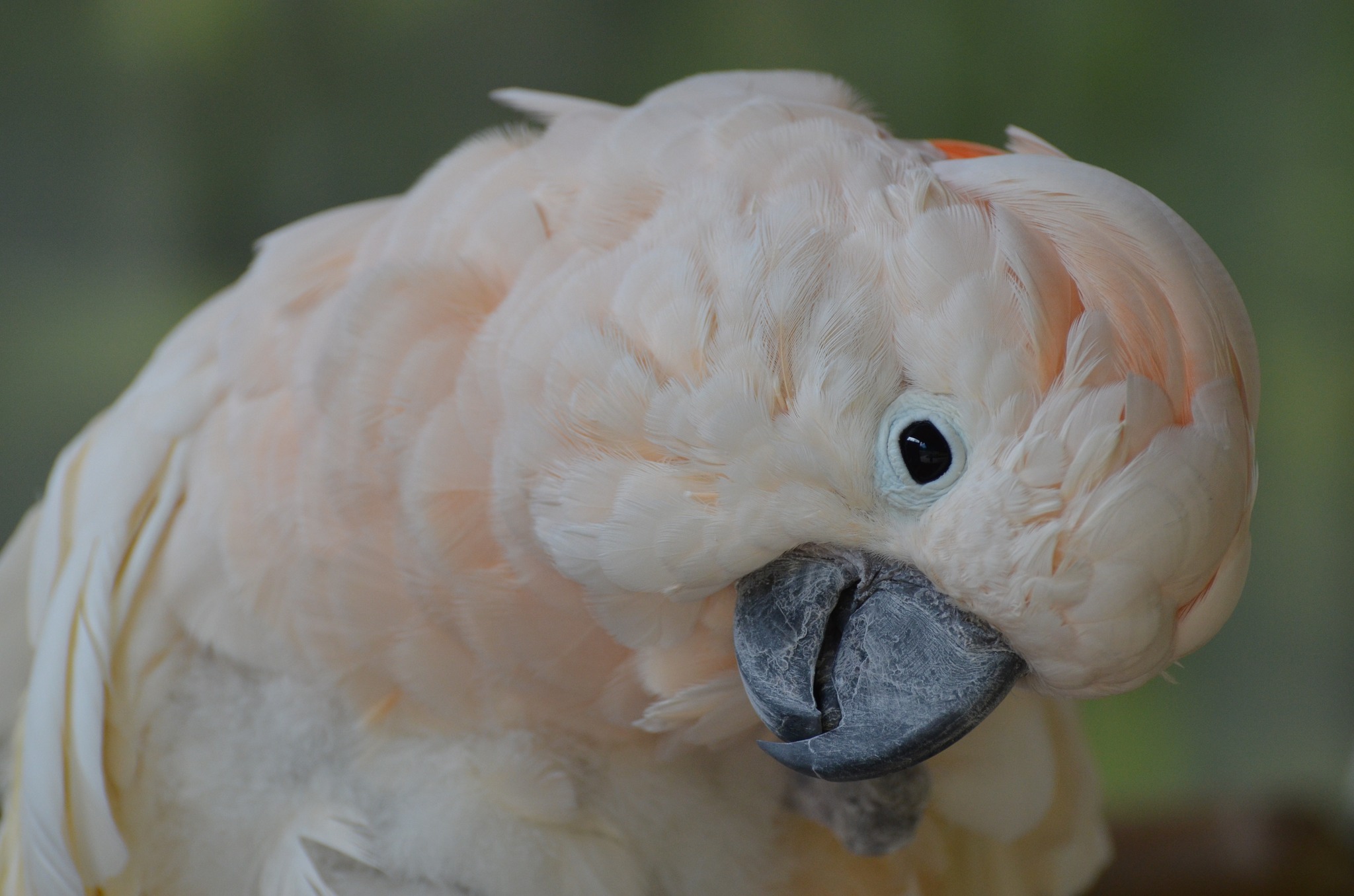 Green Parrot Cafe Reptile Gardens Rapid City