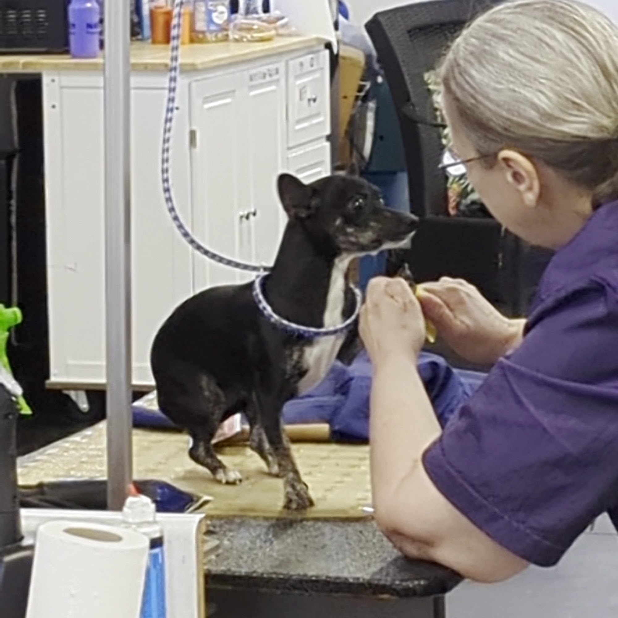 T & Bonnie's Grooming Rapid City