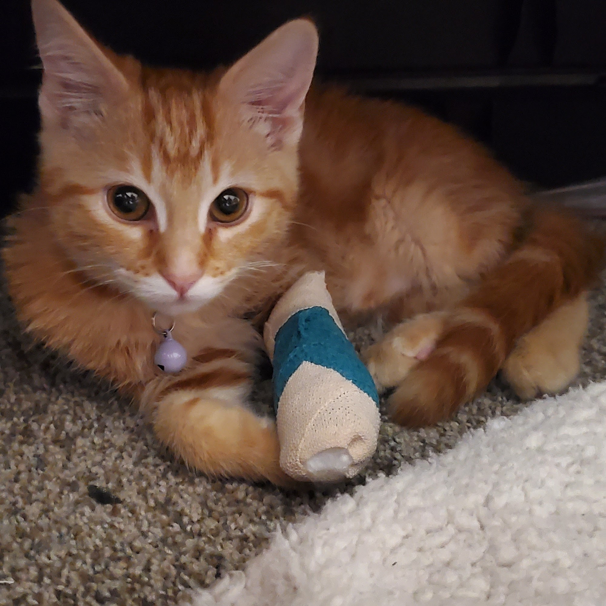 Cornerstone Animal Clinic - Dr Mike Anderson Rapid City