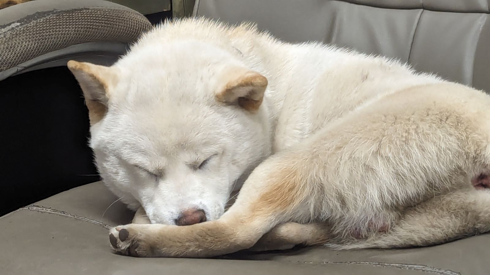 Wags N Whiskers Sioux Falls