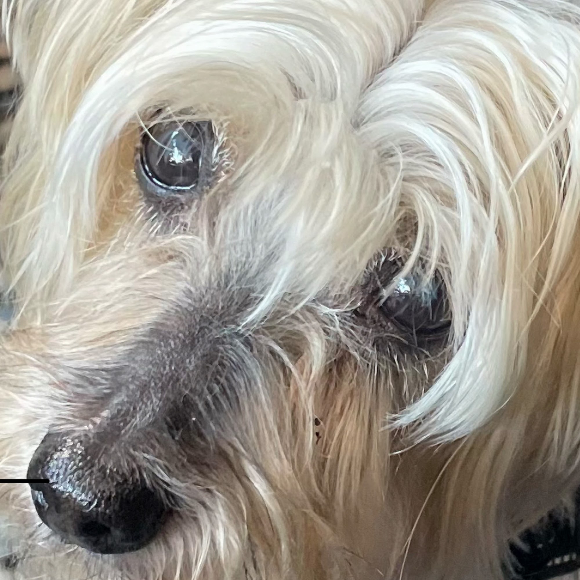 All City Pet Care East Sioux Falls