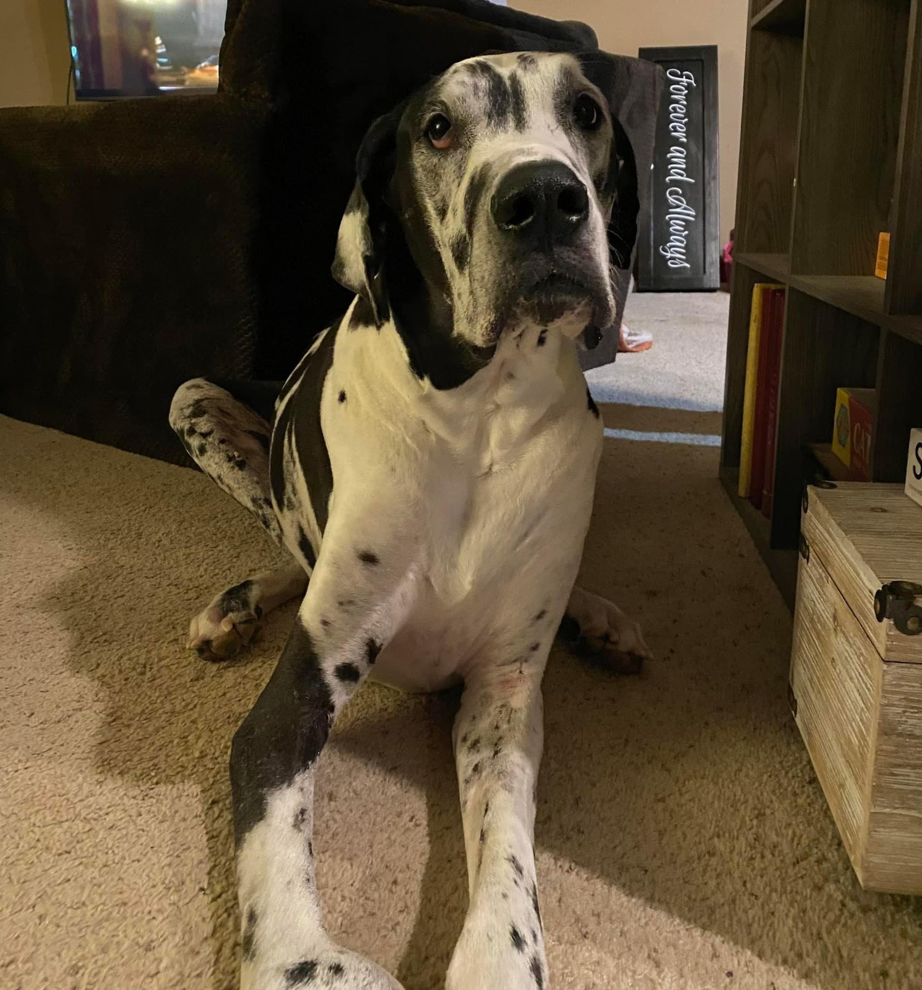 Best Care Pet Hospital Sioux Falls