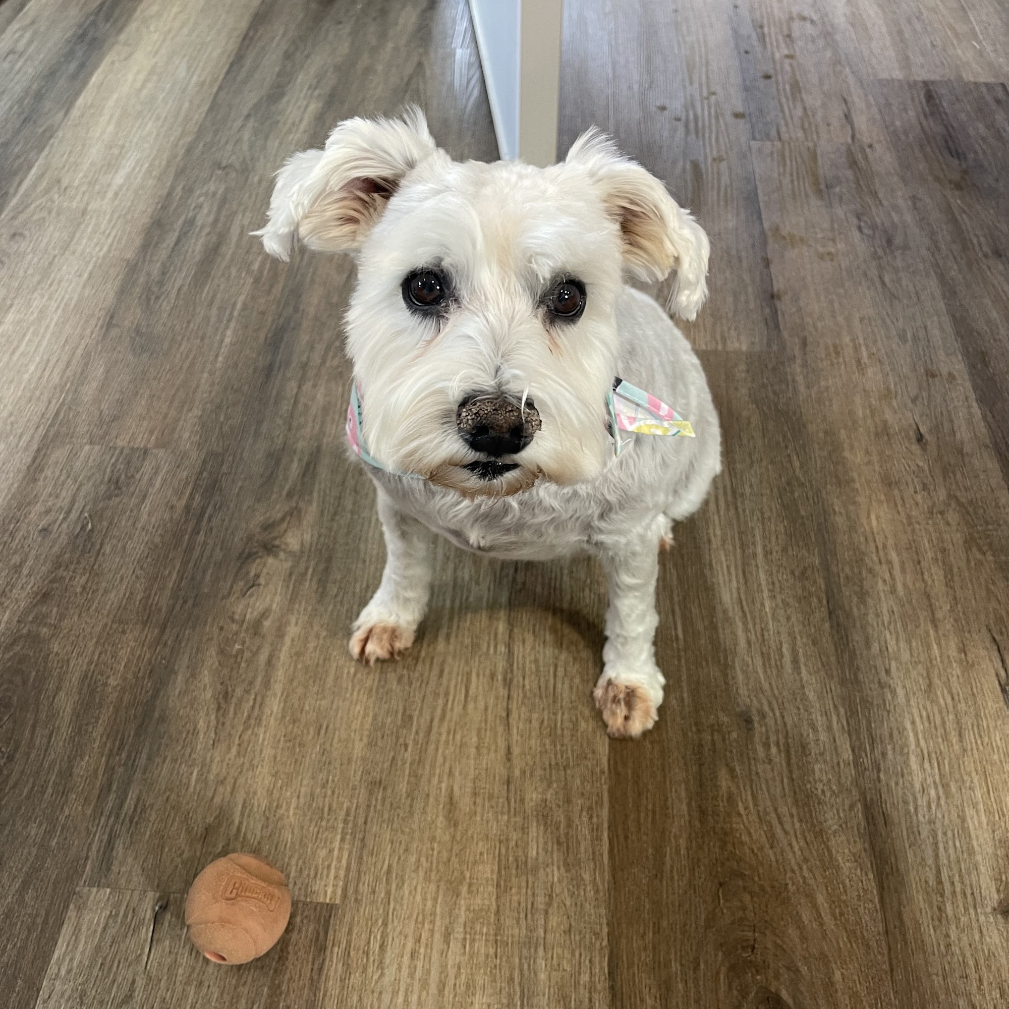 Dirty Dog Spa Sioux Falls