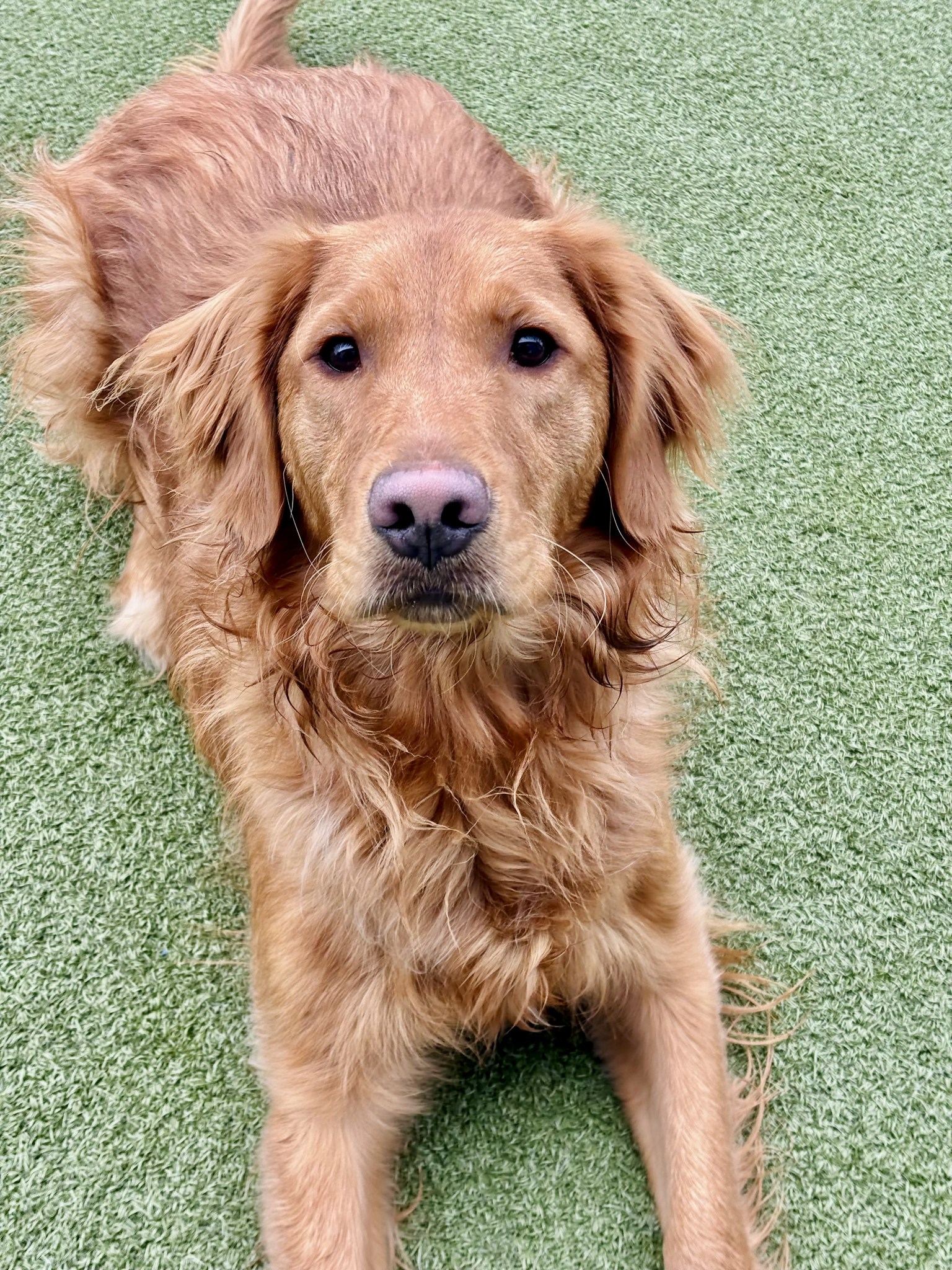 Paws Pet Resort Sioux Falls