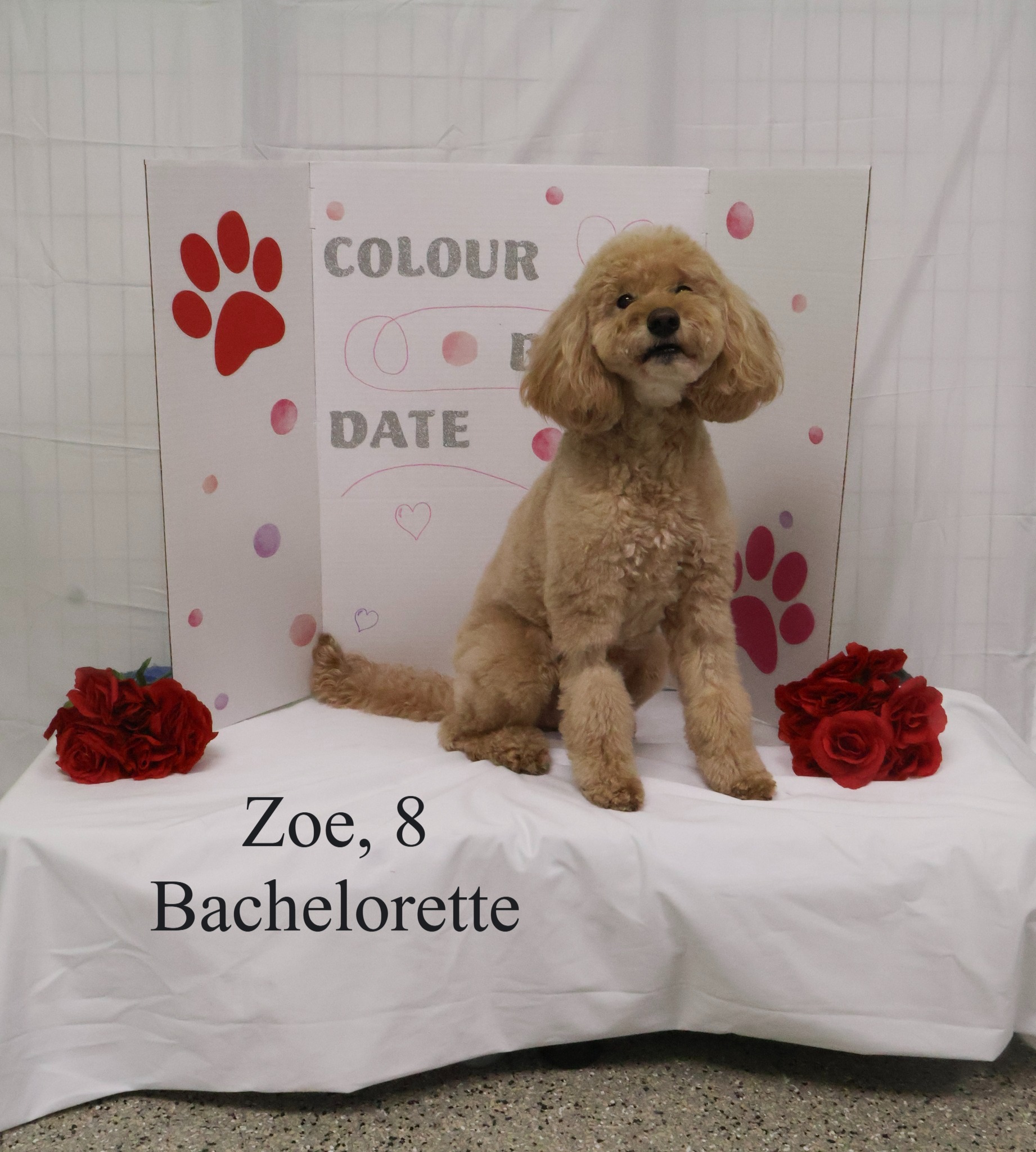 Precious Pets Grooming Salon & Doggie Daycare Sioux Falls