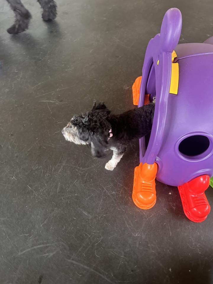 Dog Days Sioux Falls