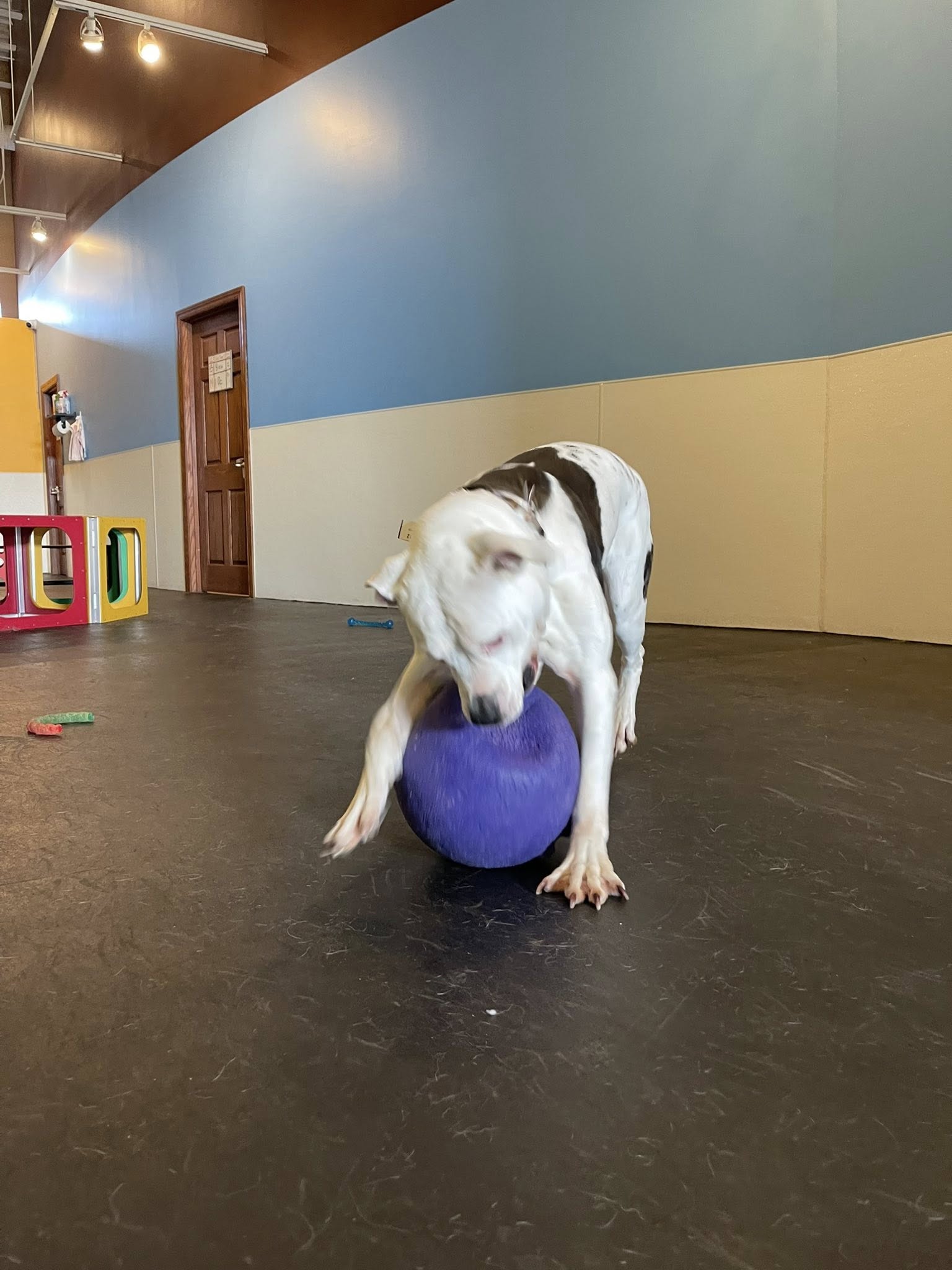 Dog Days Sioux Falls