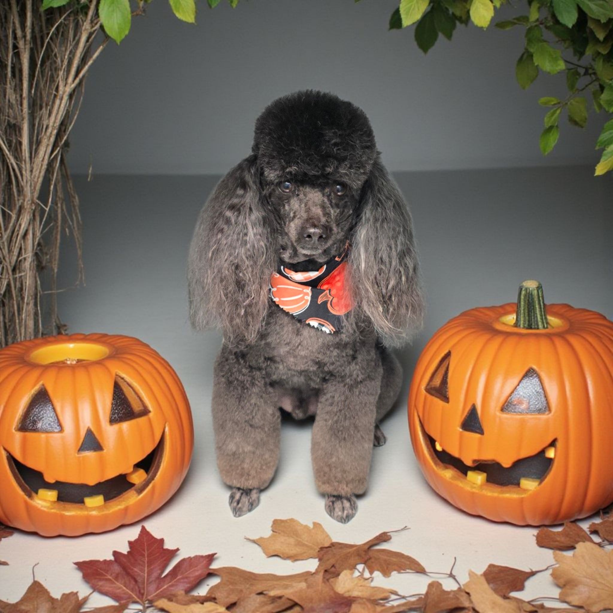 Pooch N Purr Sioux Falls