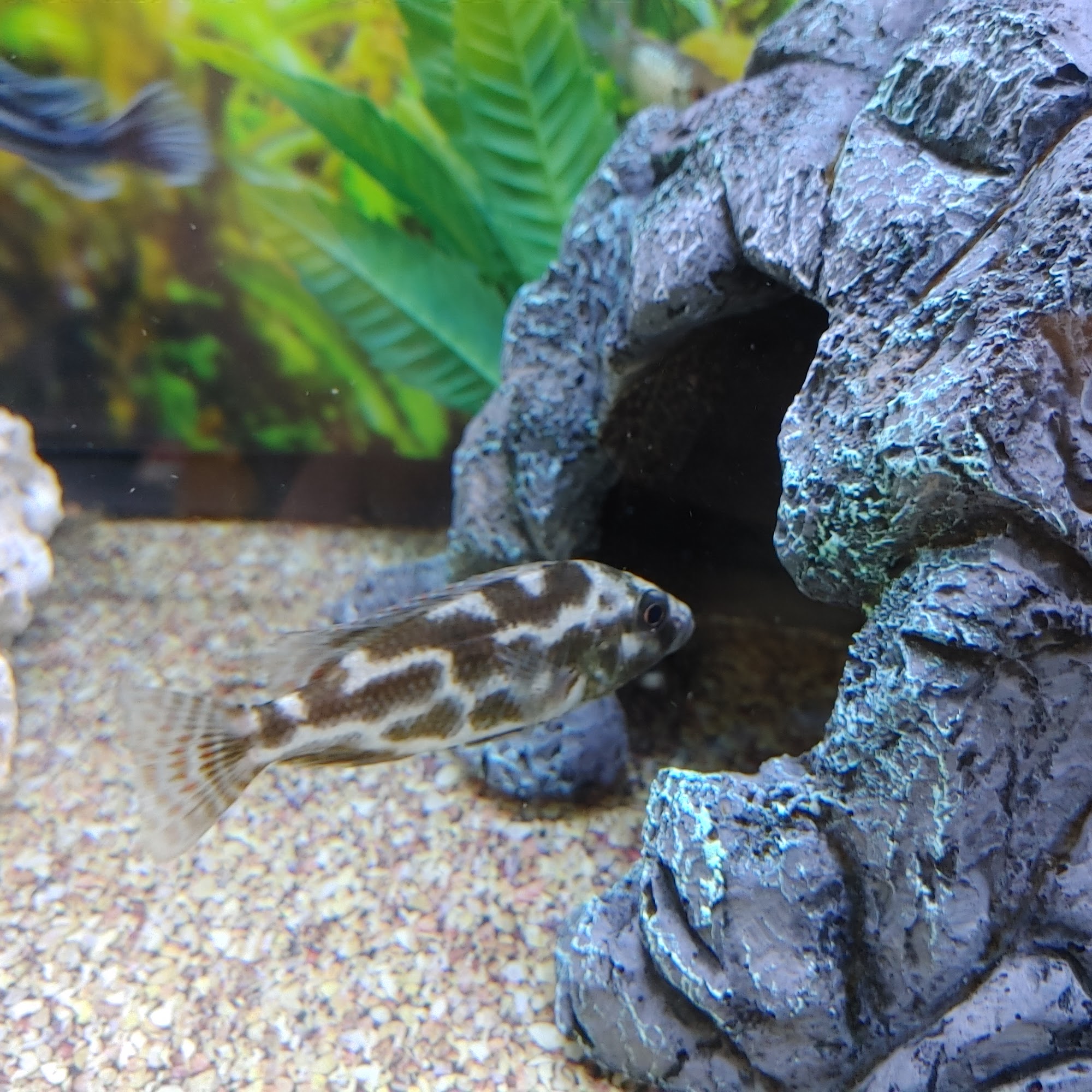 Pet Supplies Plus Sioux Falls Sioux Falls