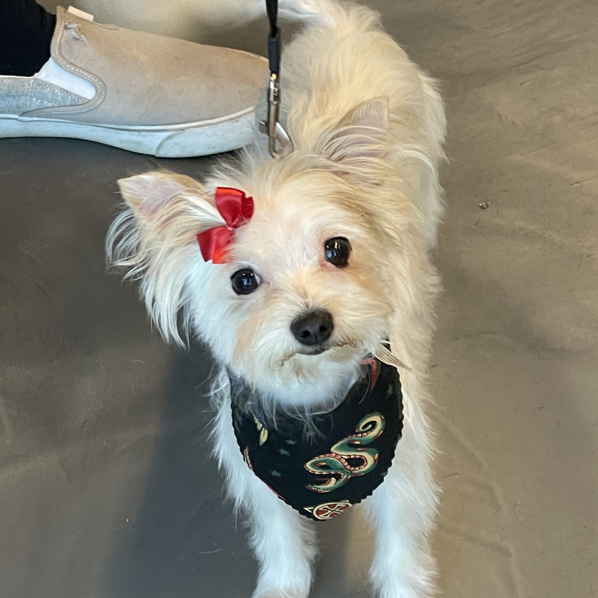 Glamour Paws Sioux Falls