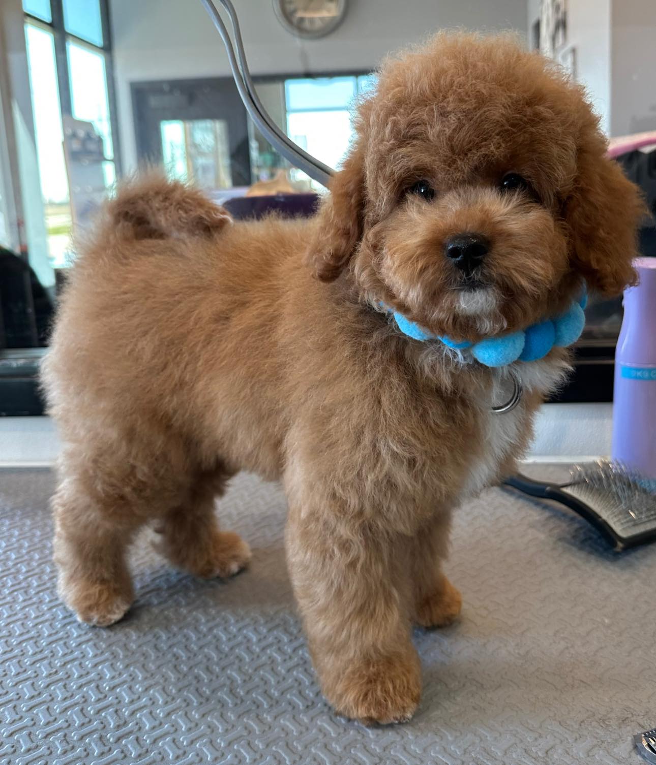 Glamour Paws Sioux Falls