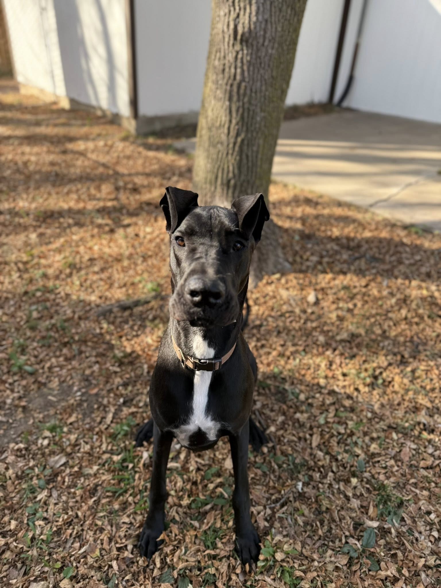 Happy Dog Hideaway Sioux Falls