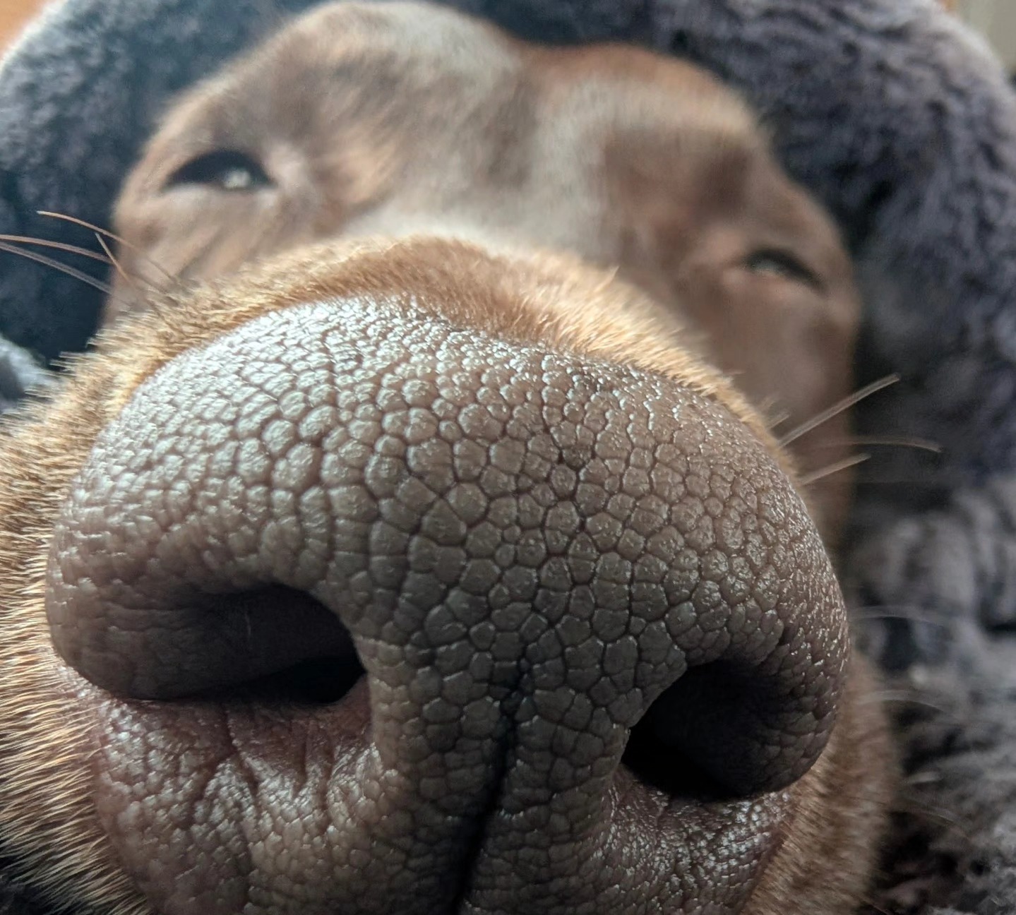 Nerdy K9 Academy Sioux Falls