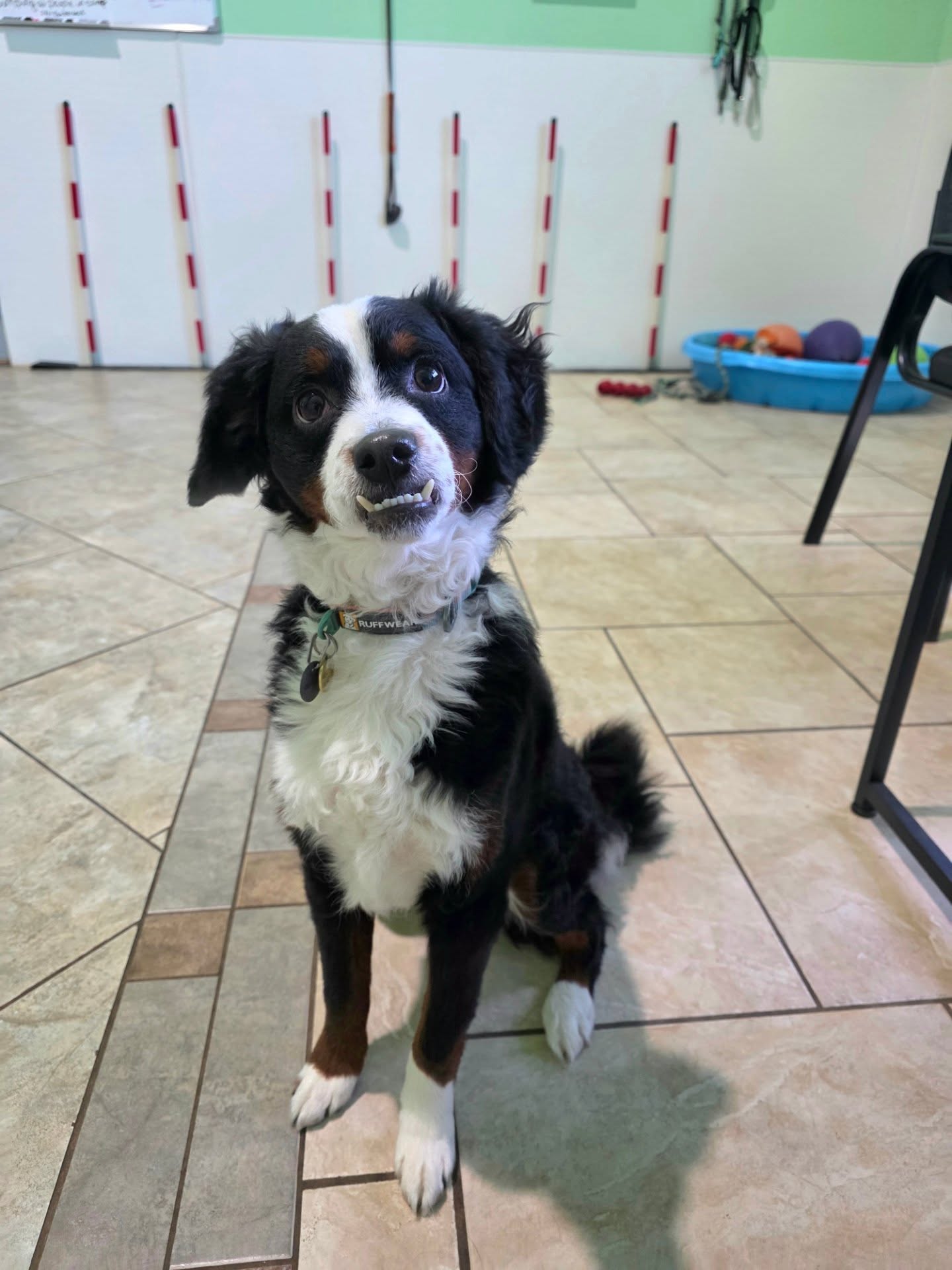 Nerdy K9 Academy Sioux Falls