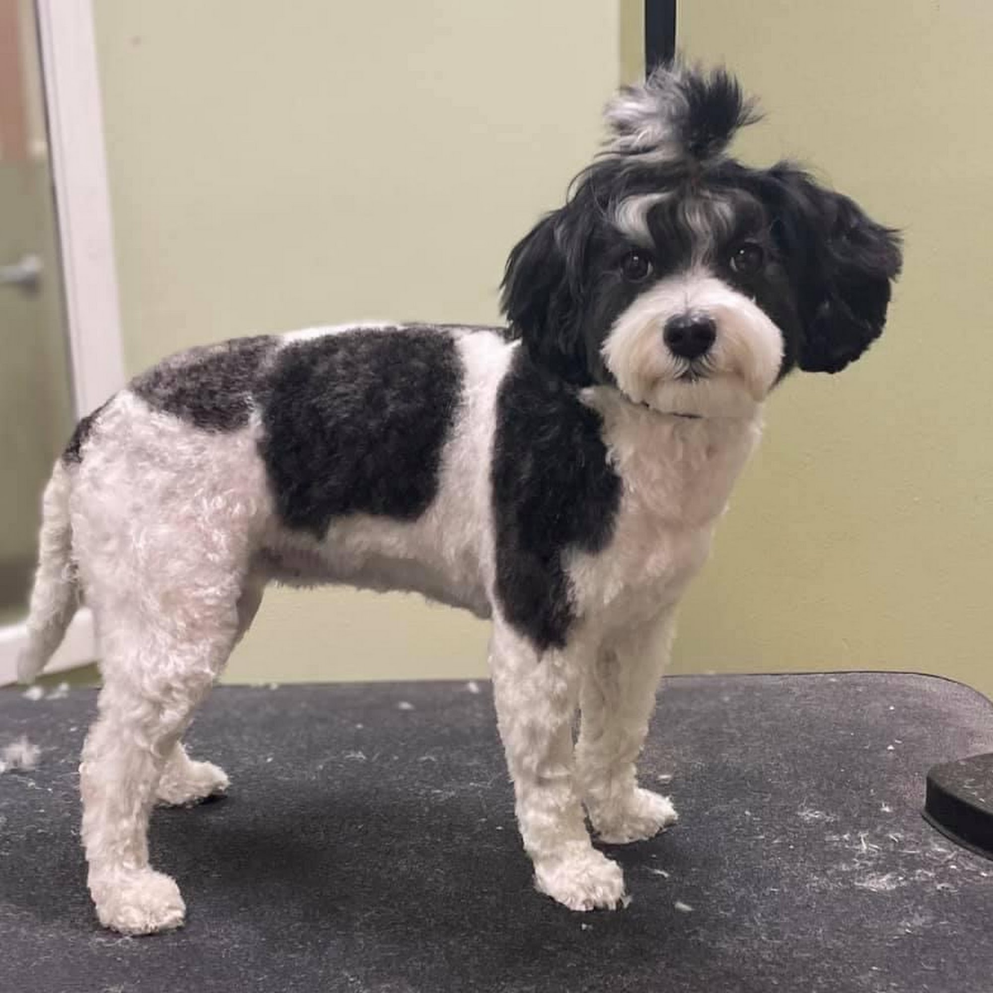 Posh Paws Parlour & Boarding Sioux Falls