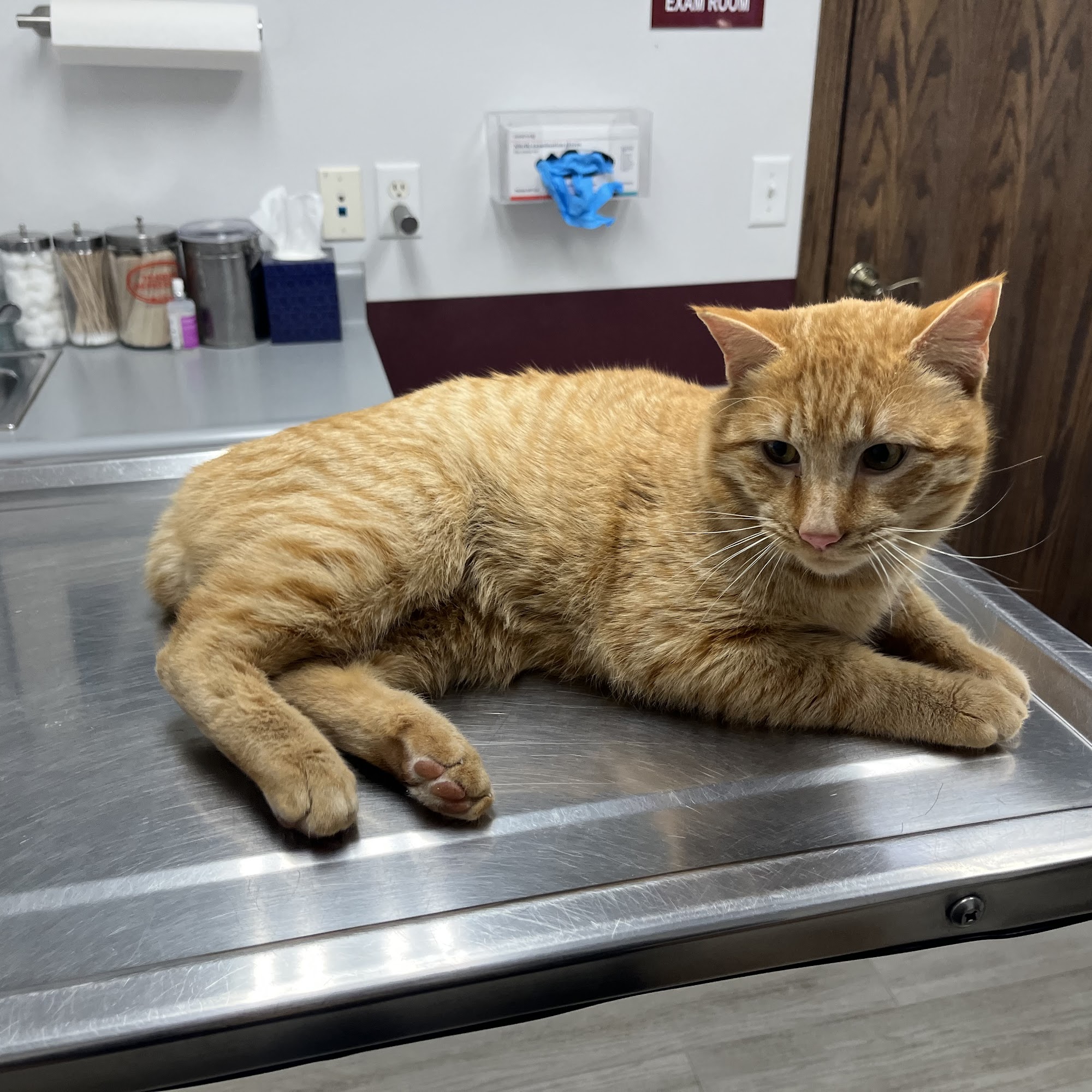 Spearfish Animal Hospital Spearfish