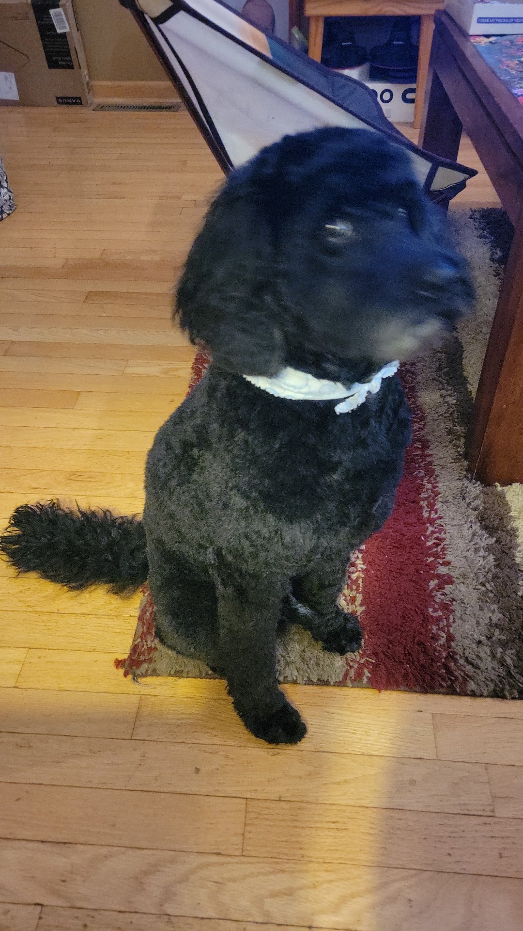 U-Dirty Dog Spearfish