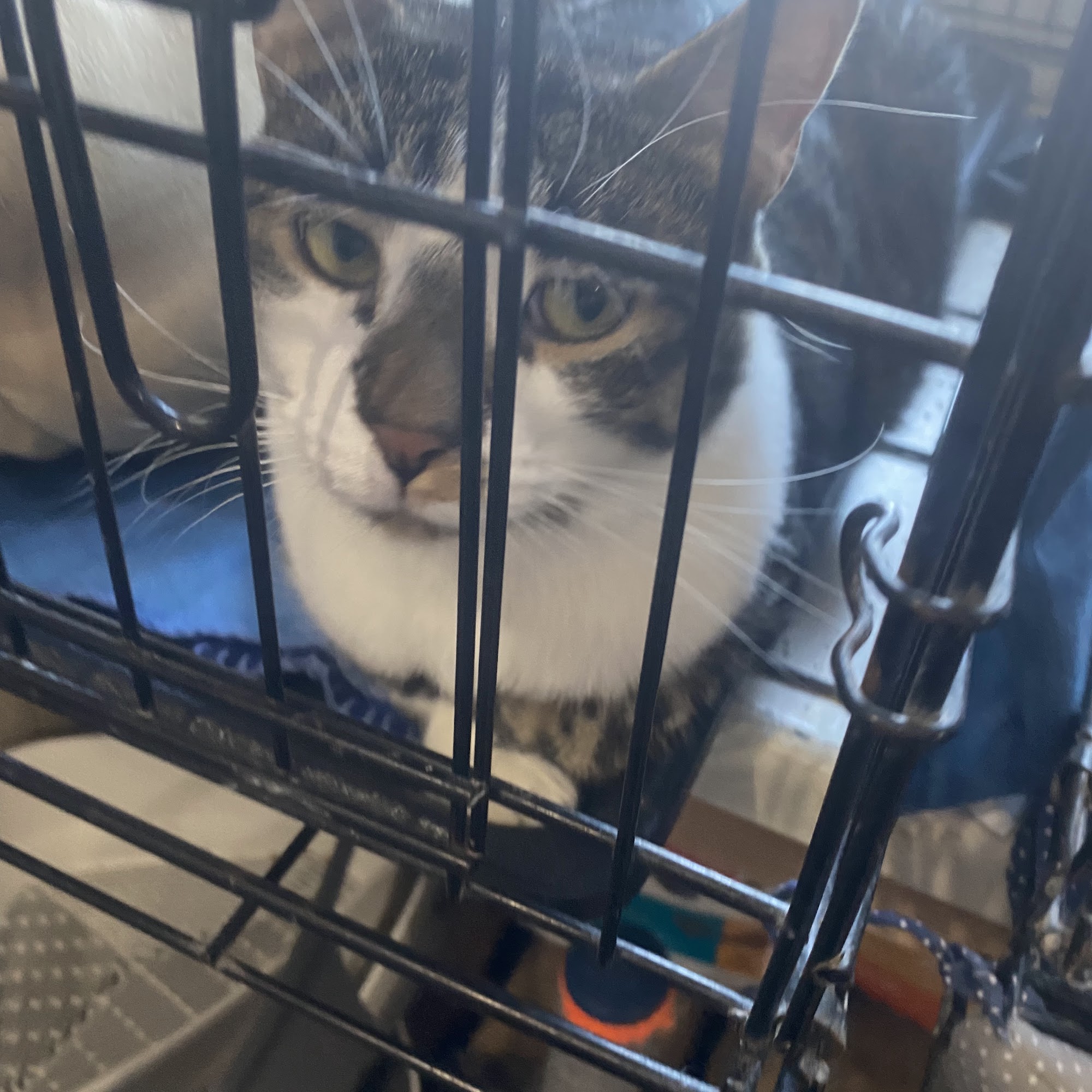 Western Hills Humane Society Spearfish