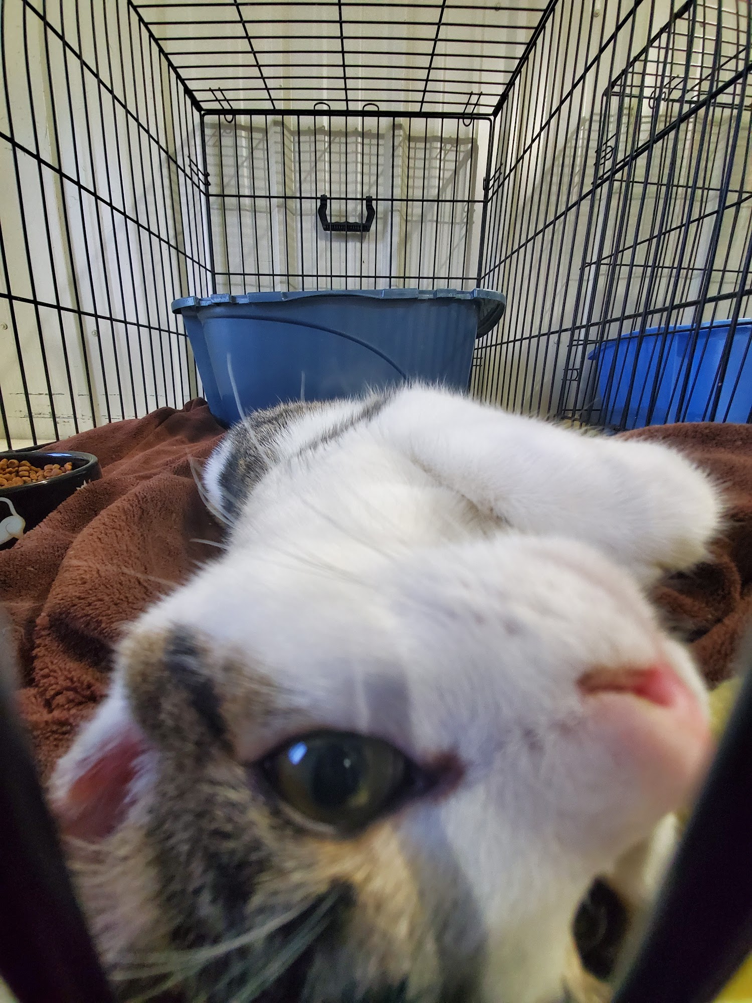 Western Hills Humane Society Spearfish