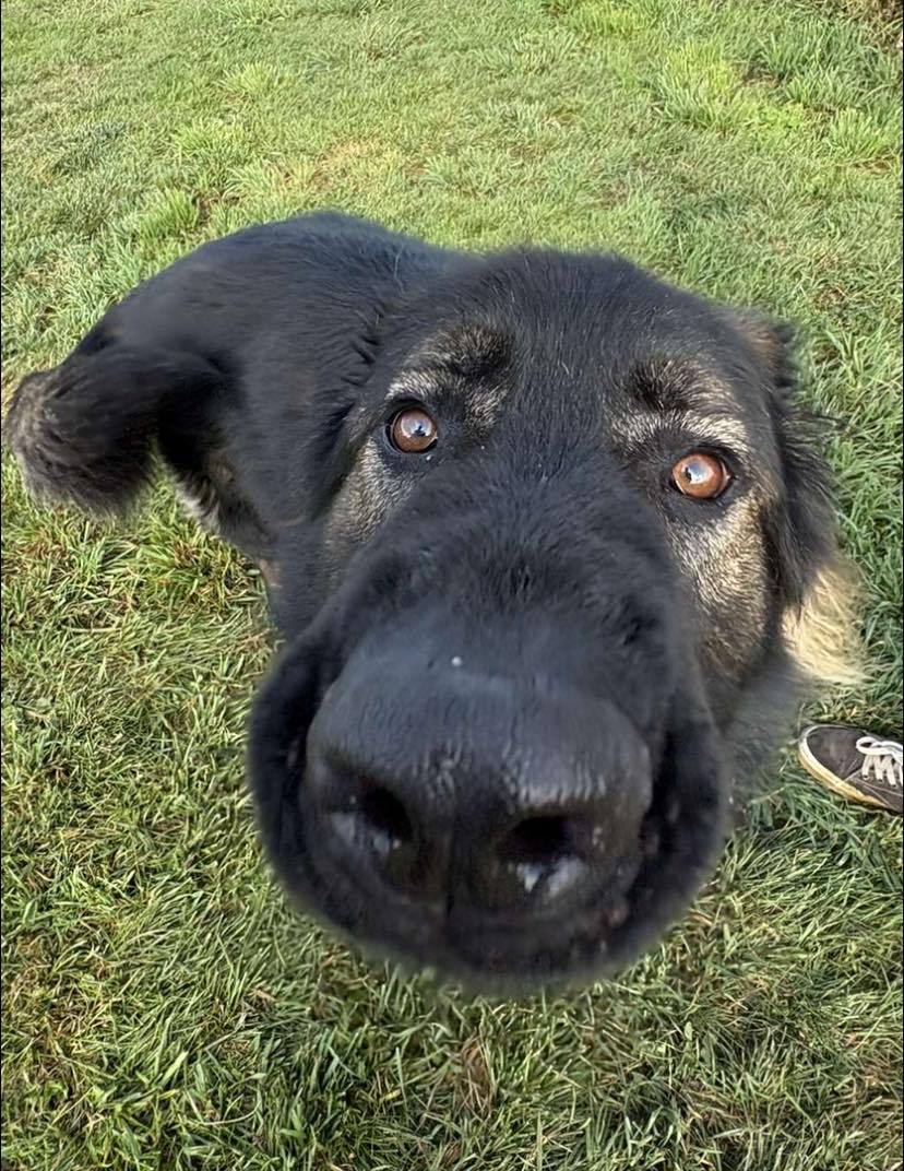 Paws & Relax Spearfish